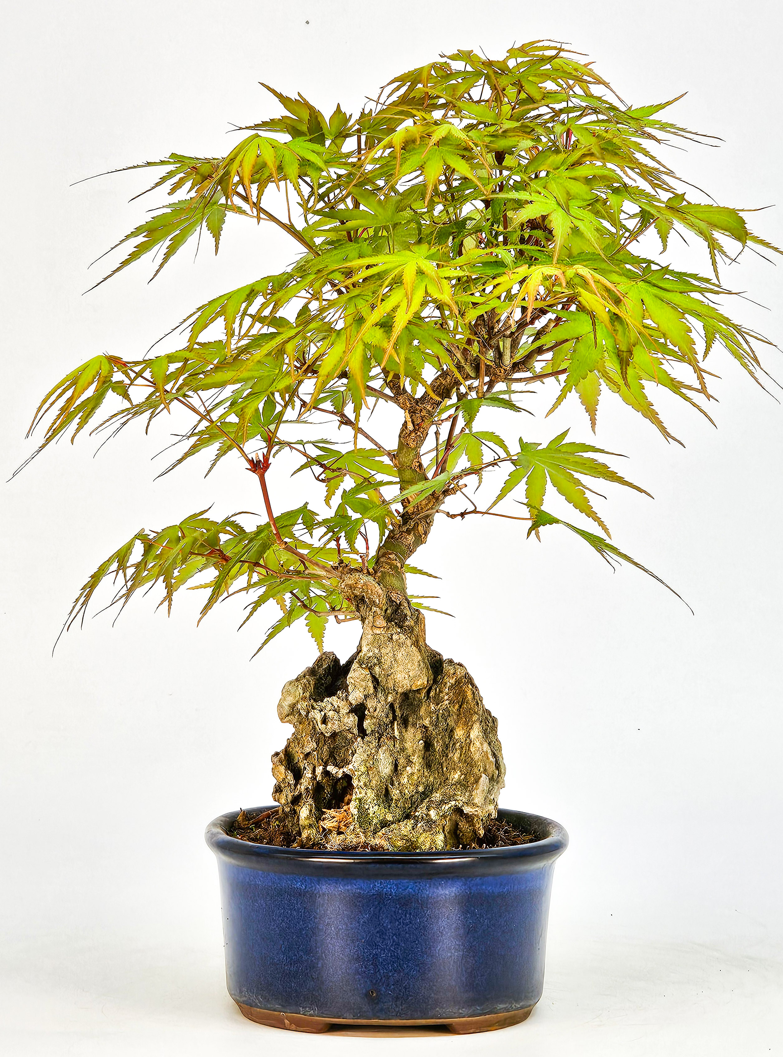 Bonsai Fächerahorn - Acer palmatum Arakawa 21cm   