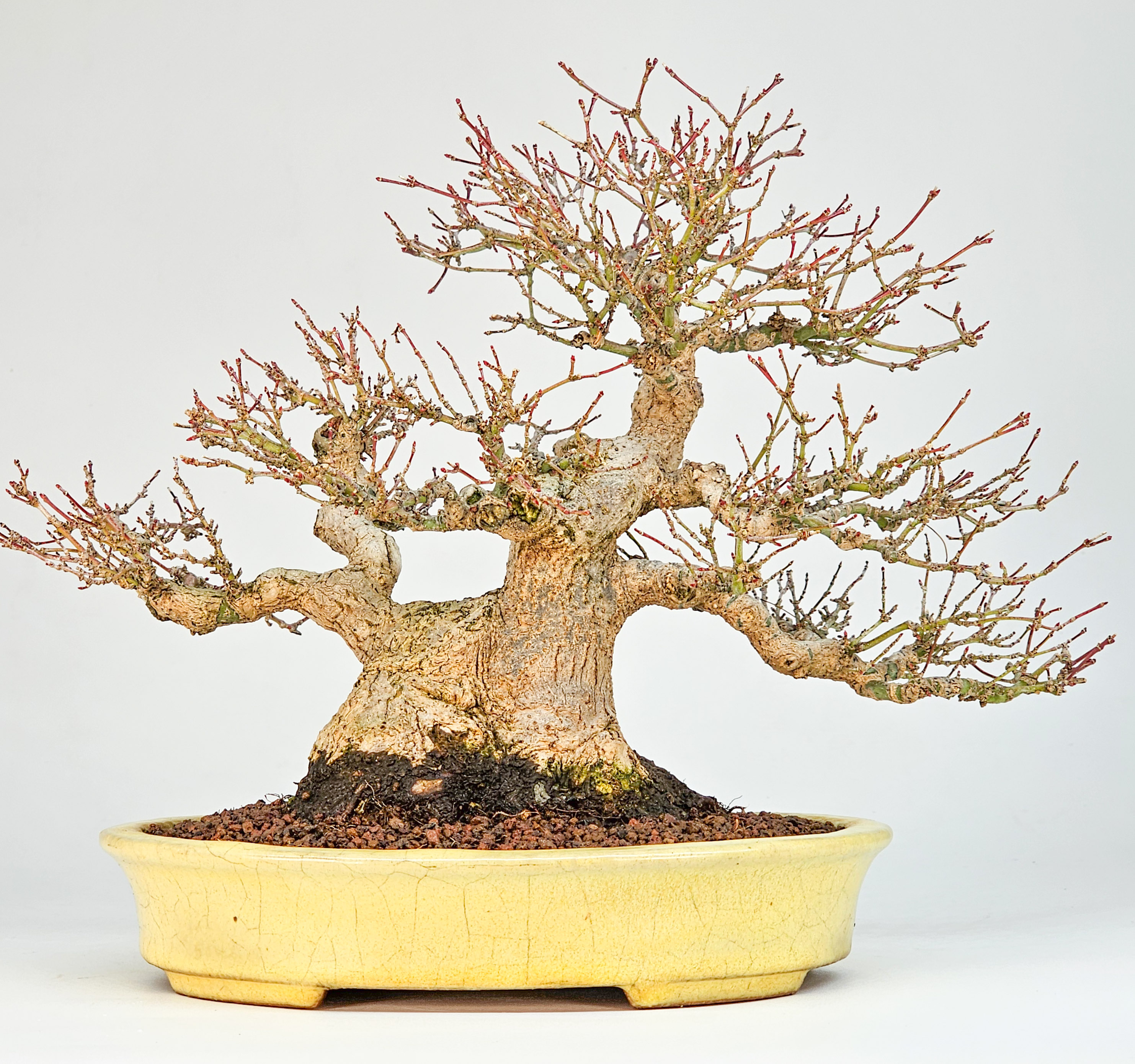 Bonsai Premium Fächerahorn - Acer palmatum Shohin 21cm