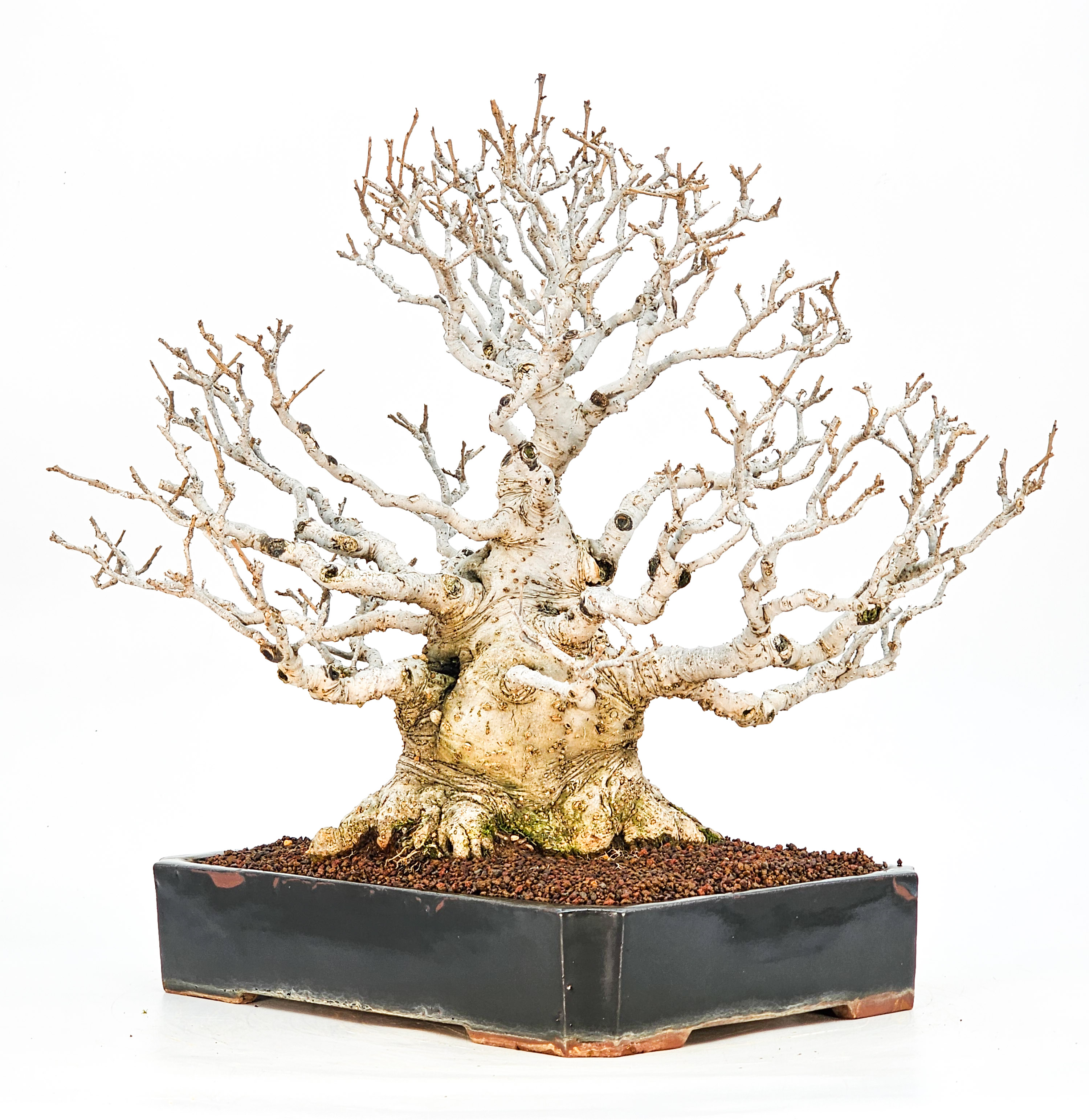 Bonsai Jap. Winterbeere - Ilex serrata 36cm Bonsai Jap. Winterbeere - Ilex serrata 36cm