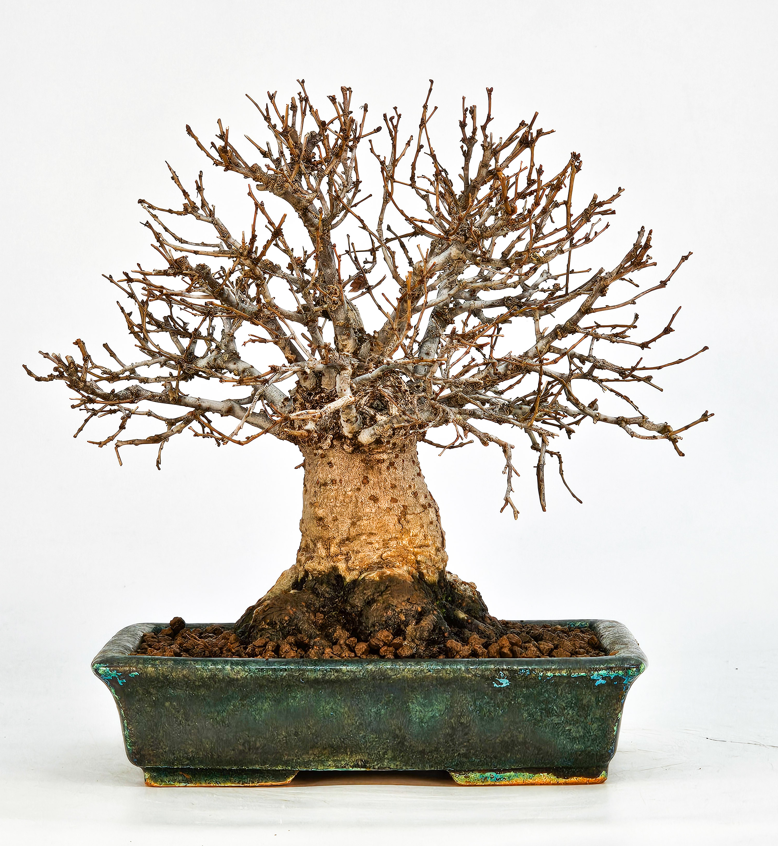 Bonsai Zelkova serrata Shohin 17cm - Video!! Bonsai Zelkova serrata Shohin 17cm - Video!!