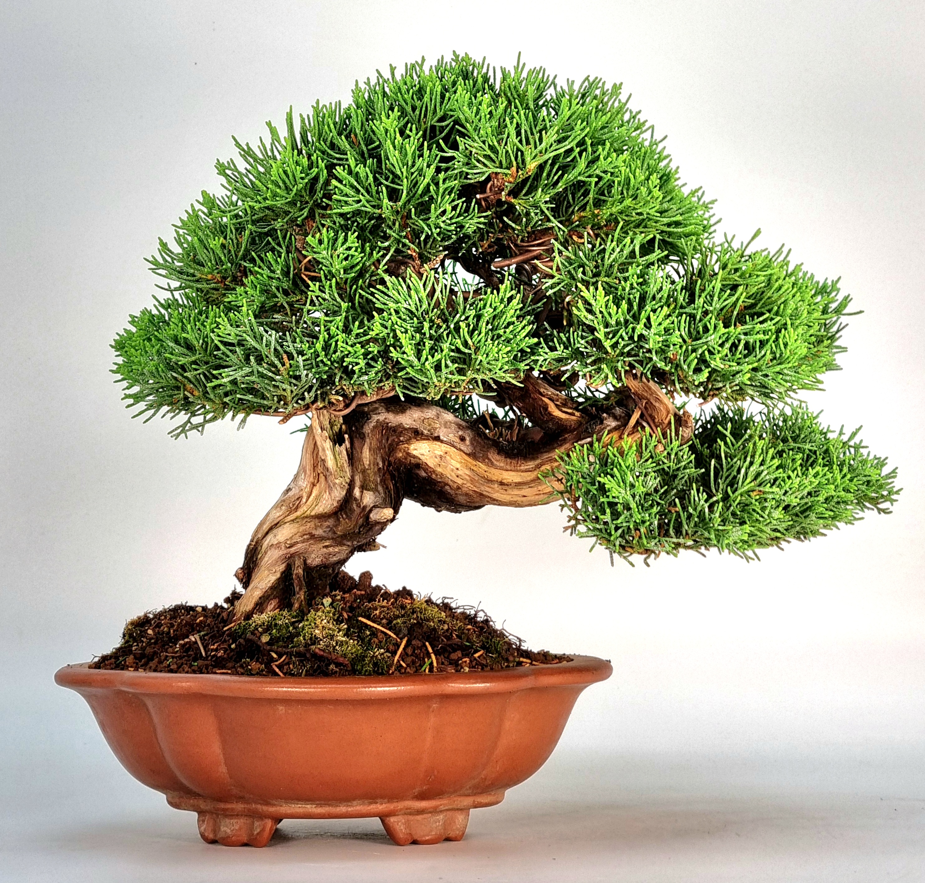 Bonsai Wacholder Juniperus Itoigawa Shohin 20 cm