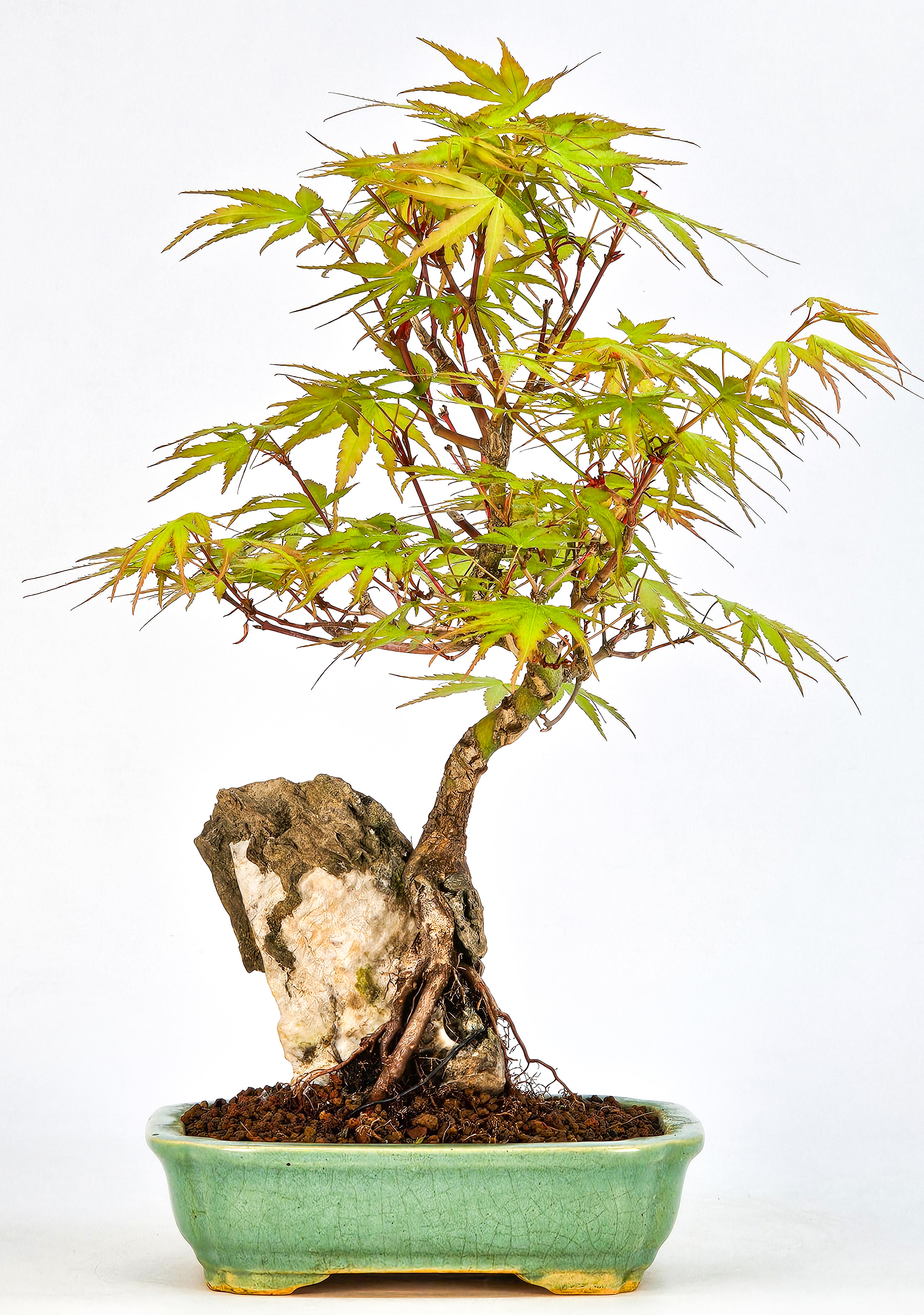 Bonsai Fächerahorn - Acer palmatum Arakawa 26cm  