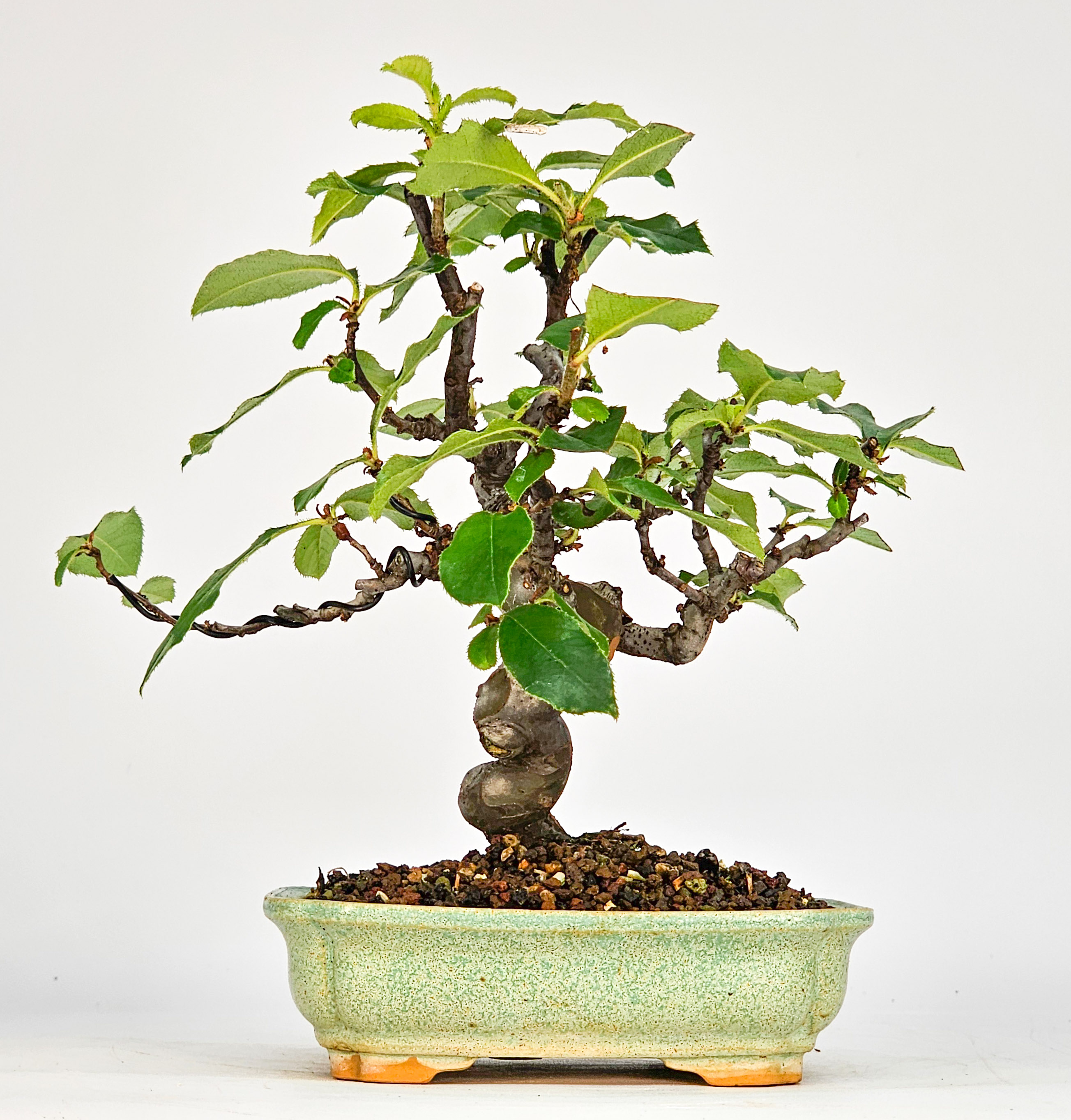 Bonsai Quitte - Pseudocydonia sinensis Shohin 16cm