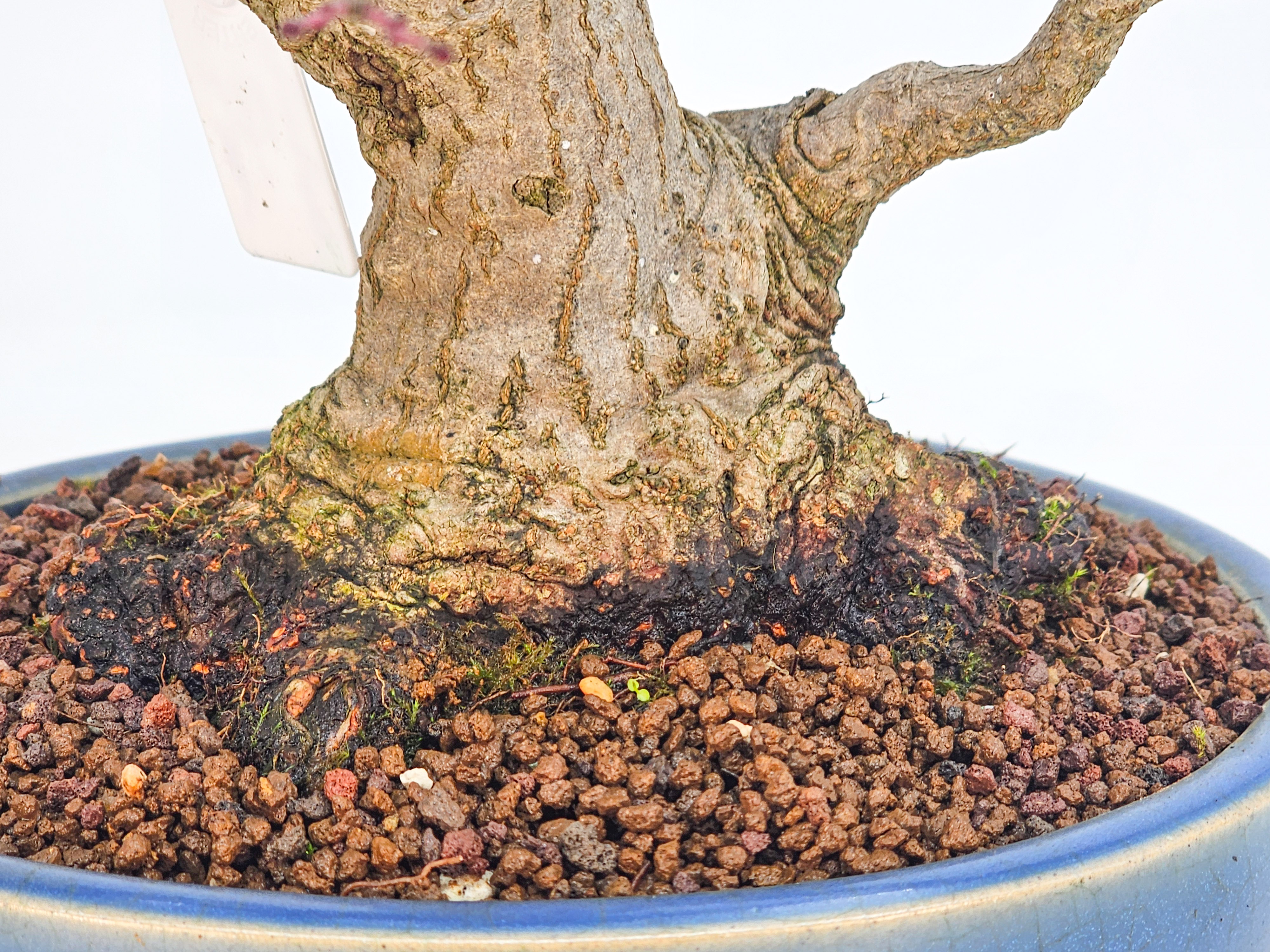 Bonsai Premium Fächerahorn - Acer palmatum Nagaragawa Shohin 20cm