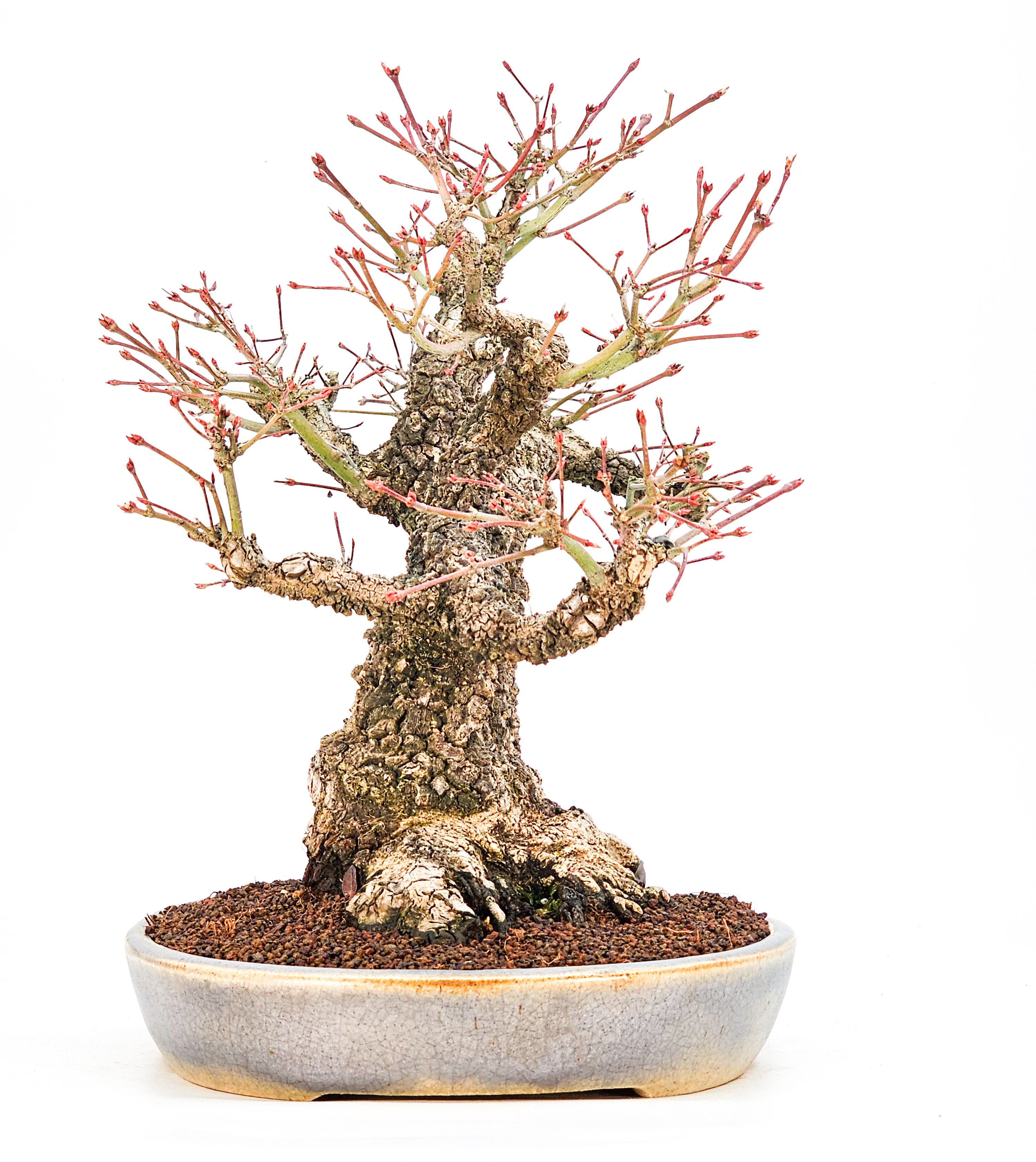 Bonsai Fächerahorn - Acer palmatum Arakawa 37cm - Video!!