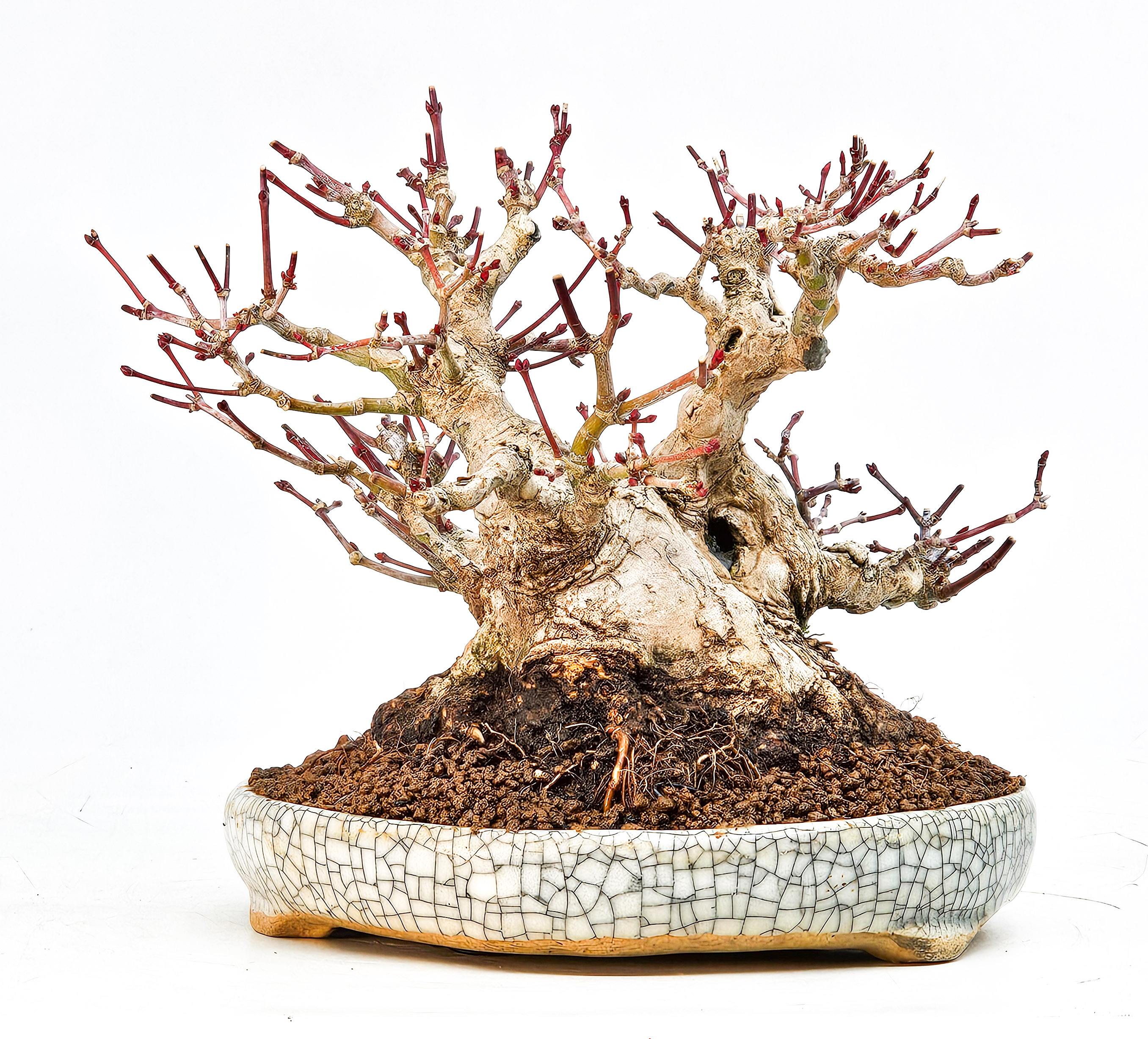 Bonsai Fächerahorn - Acer palmatum Shohin 13cm Video!!