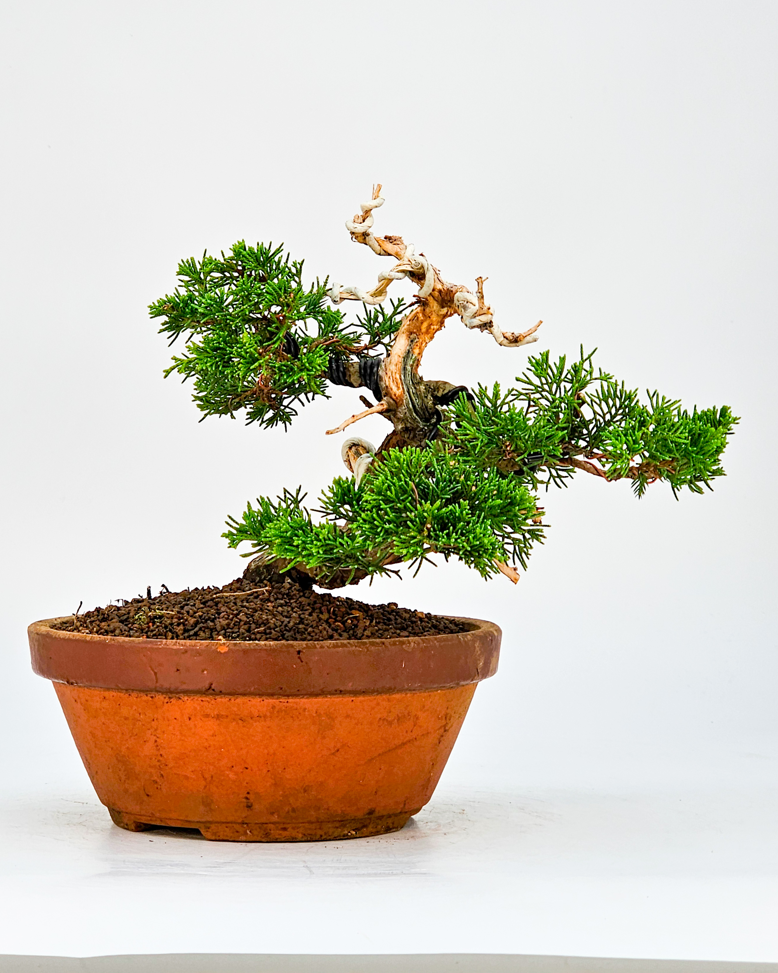 Bonsai Wacholder Juniperus chinensis Shohin 17cm