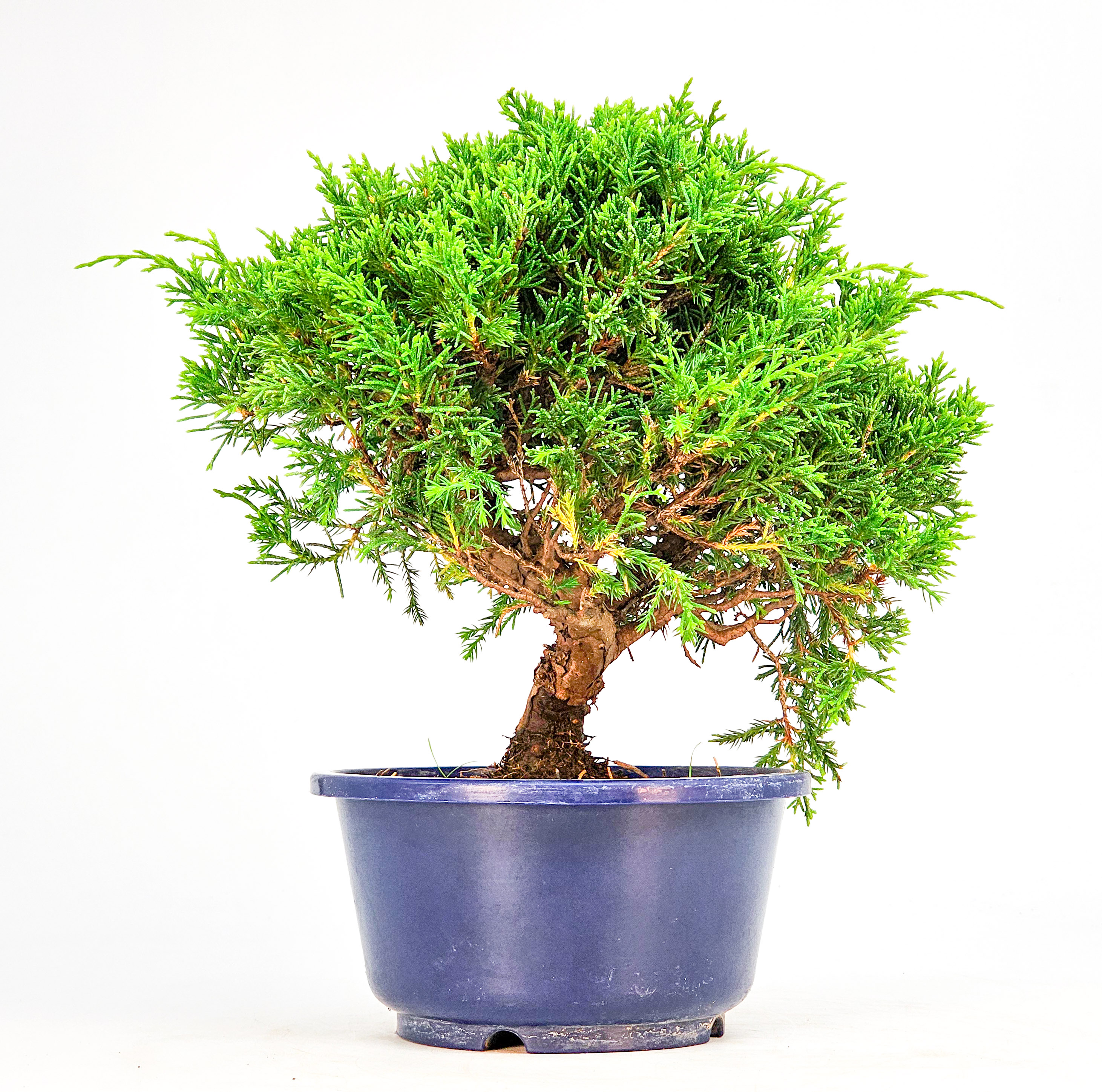 Bonsai Wacholder Juniperus chinensis shimpaku Shohin 19,5cm