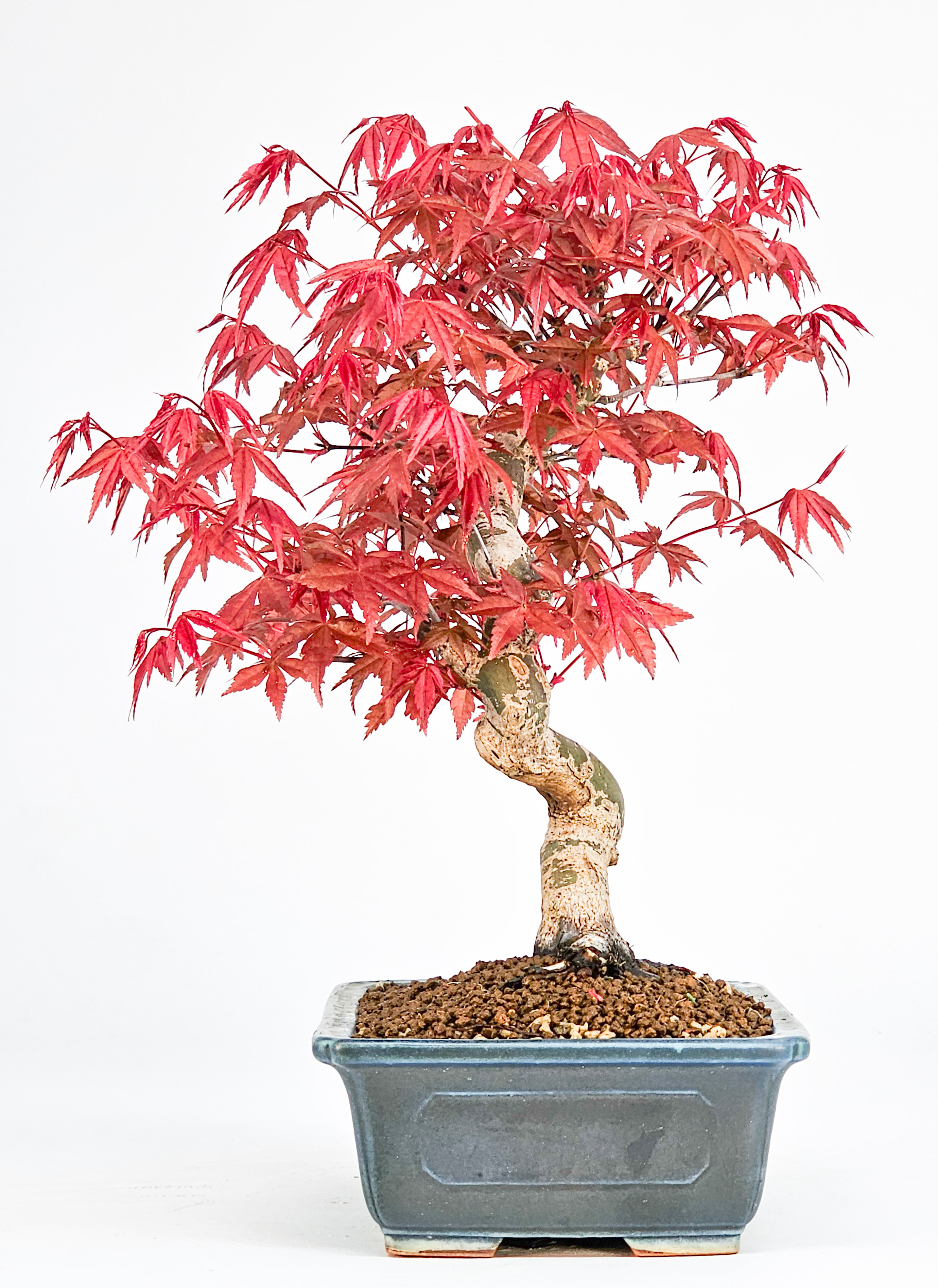 Bonsai Fächerahorn Acer palmatum Deshojo Shohin 21cm  