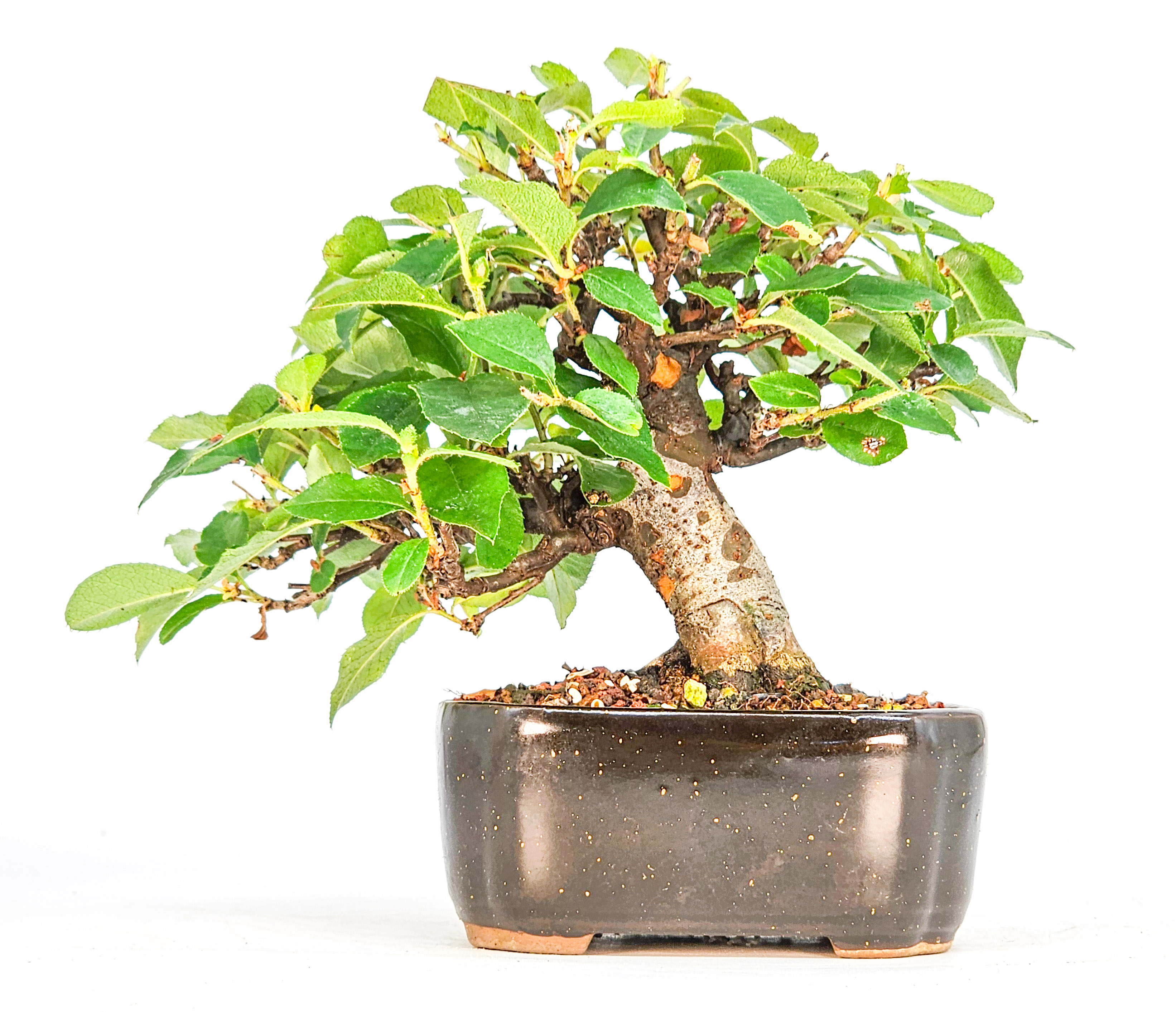 Bonsai Quitte - Pseudocydonia sinensis Shohin 10cm
