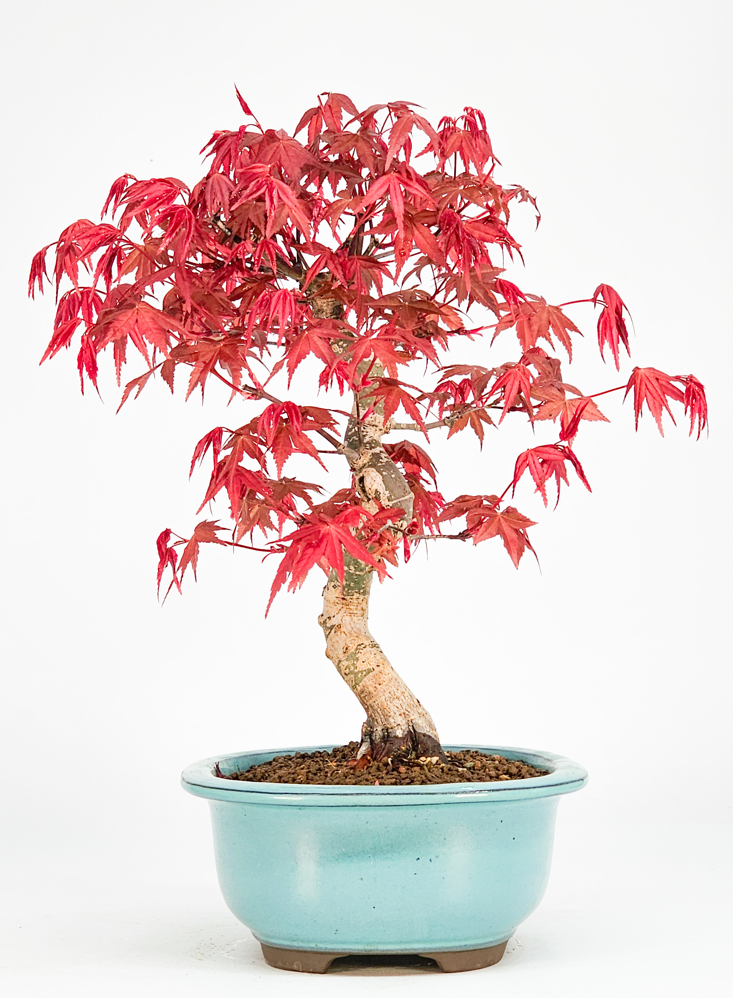 Bonsai Fächerahorn Acer palmatum Deshojo Shohin 21cm   