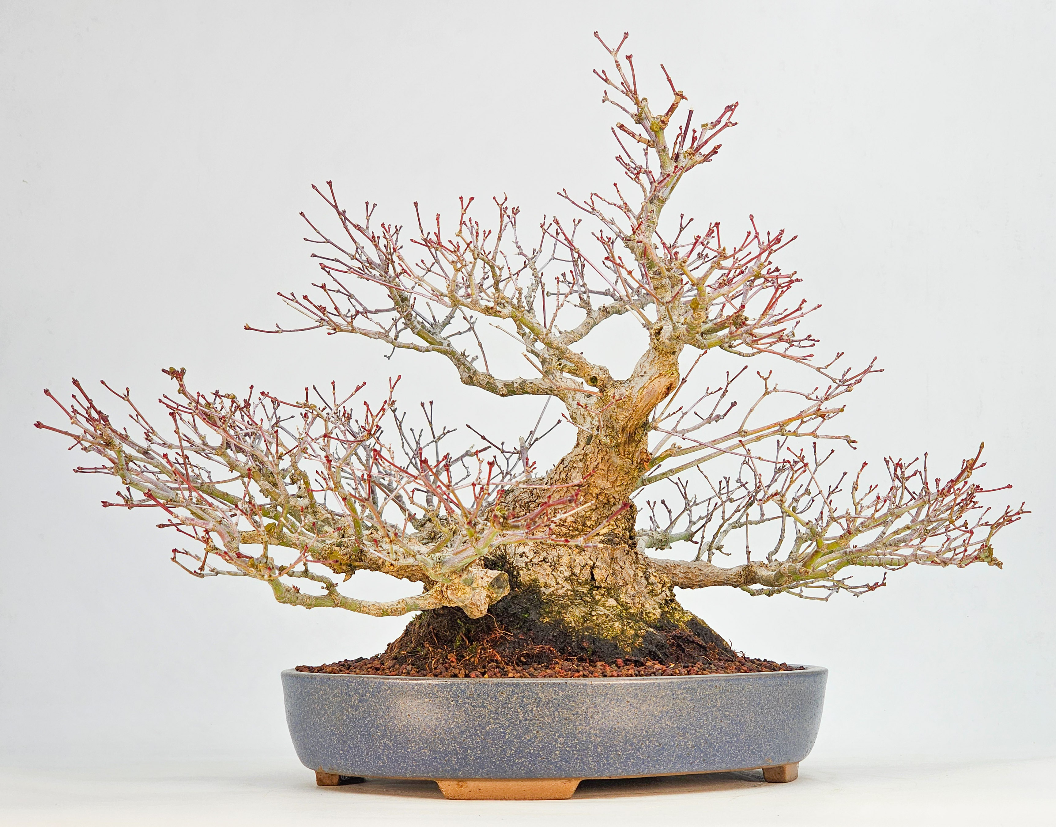 Bonsai Premium  Fächerahorn - Acer palmatum Shohin 25cm