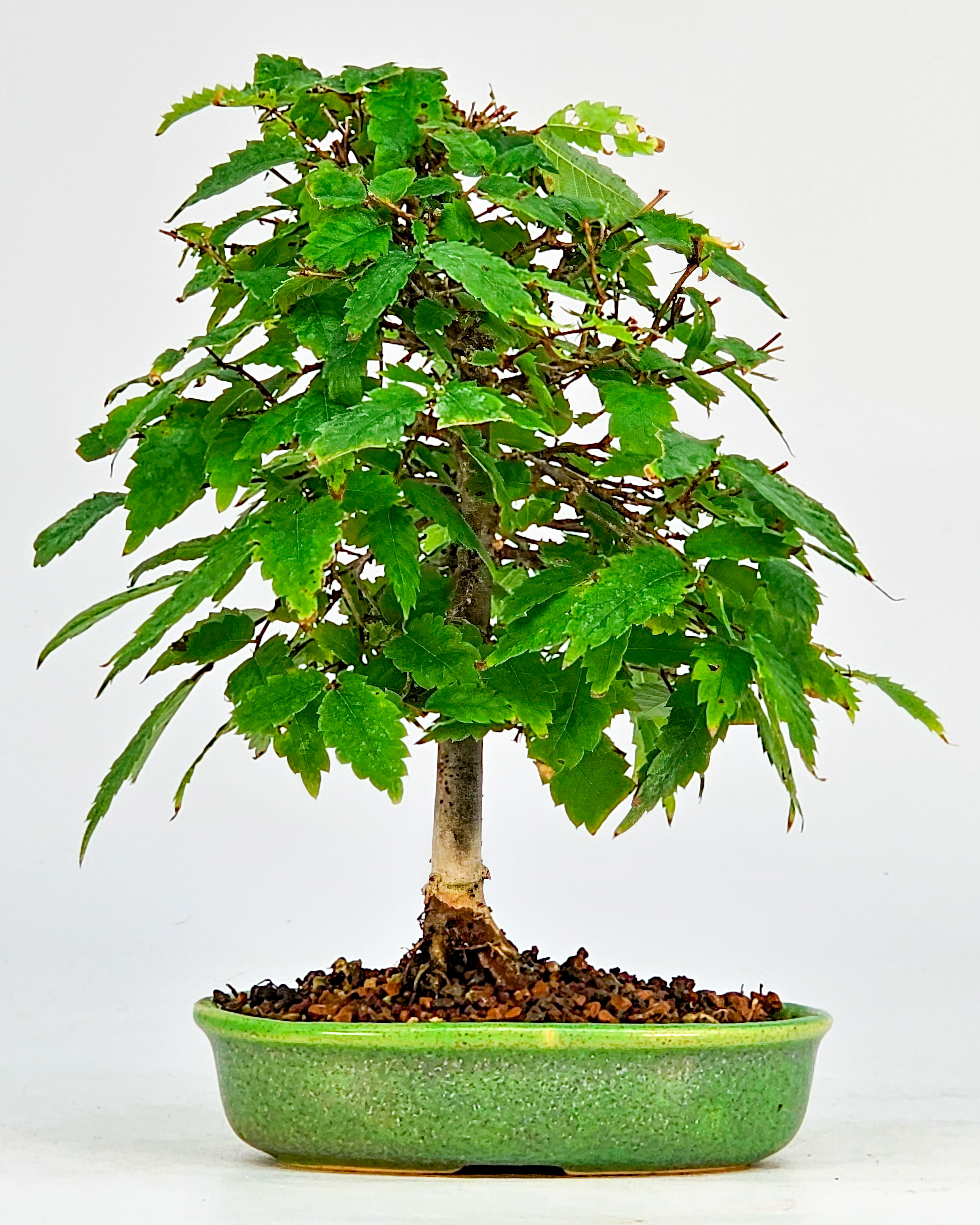 Bonsai Zelkova serrata Shohin 17cm 