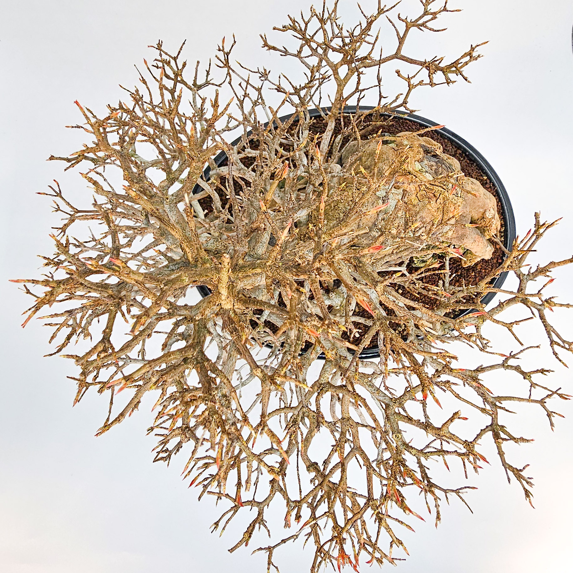 Bonsai Dreispitzahorn  - Acer buergerianum Ishizuki 37cm