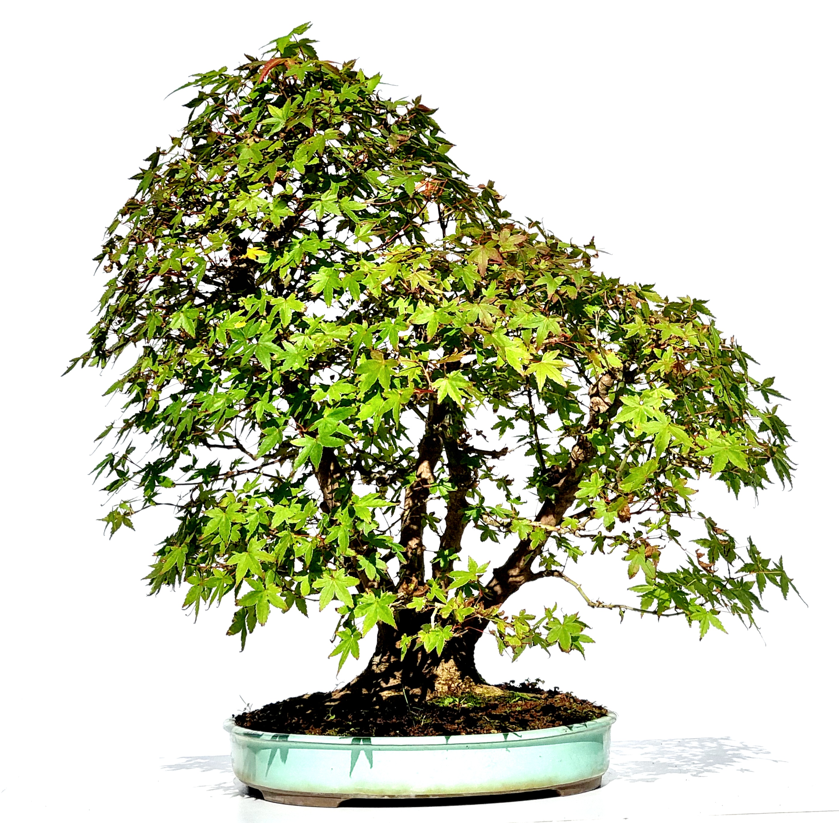 Bonsai Fächerahorn Acer Palmatum 58cm 