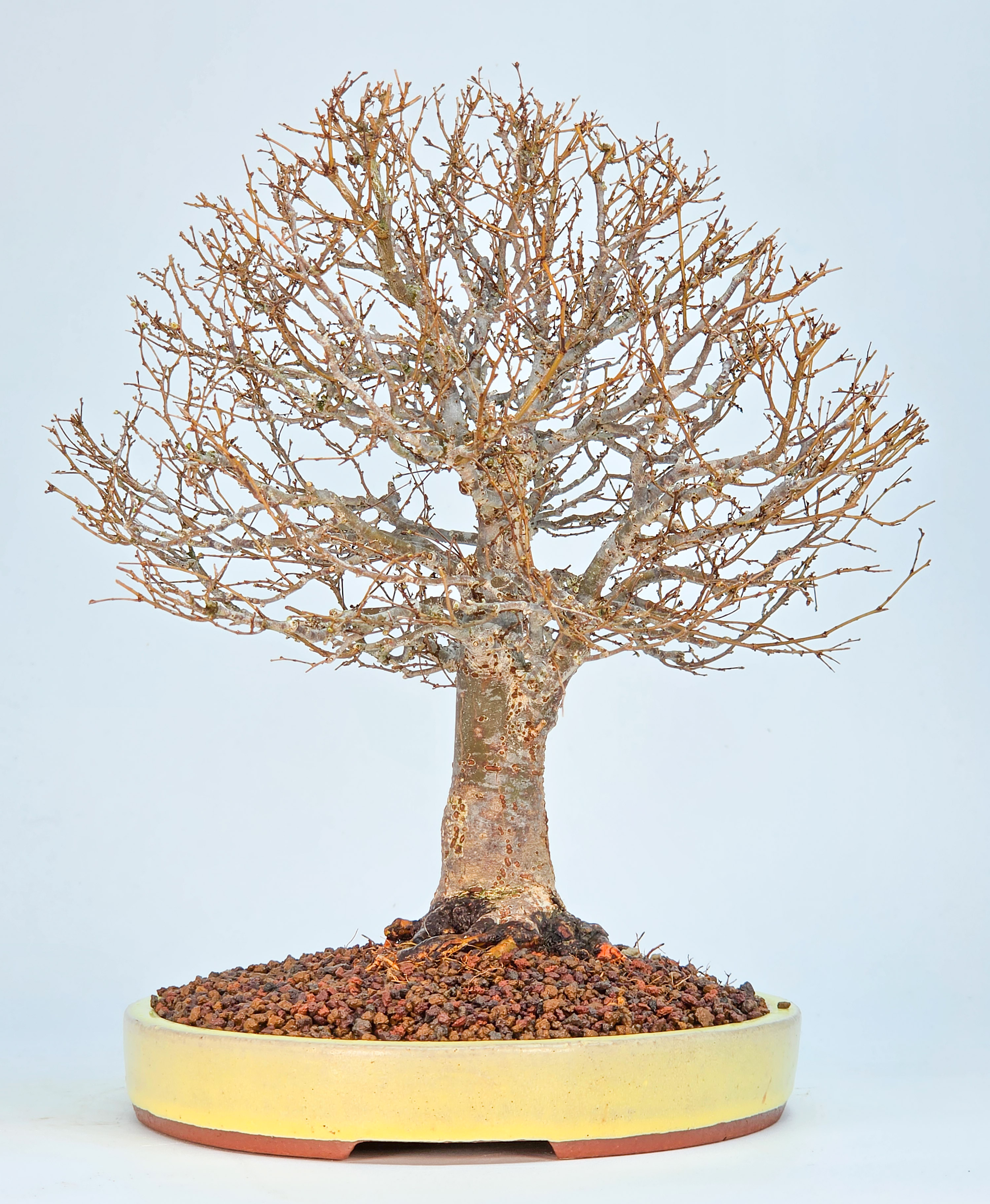 Bonsai Premium Zelkova serrata Shohin 25cm Video!!