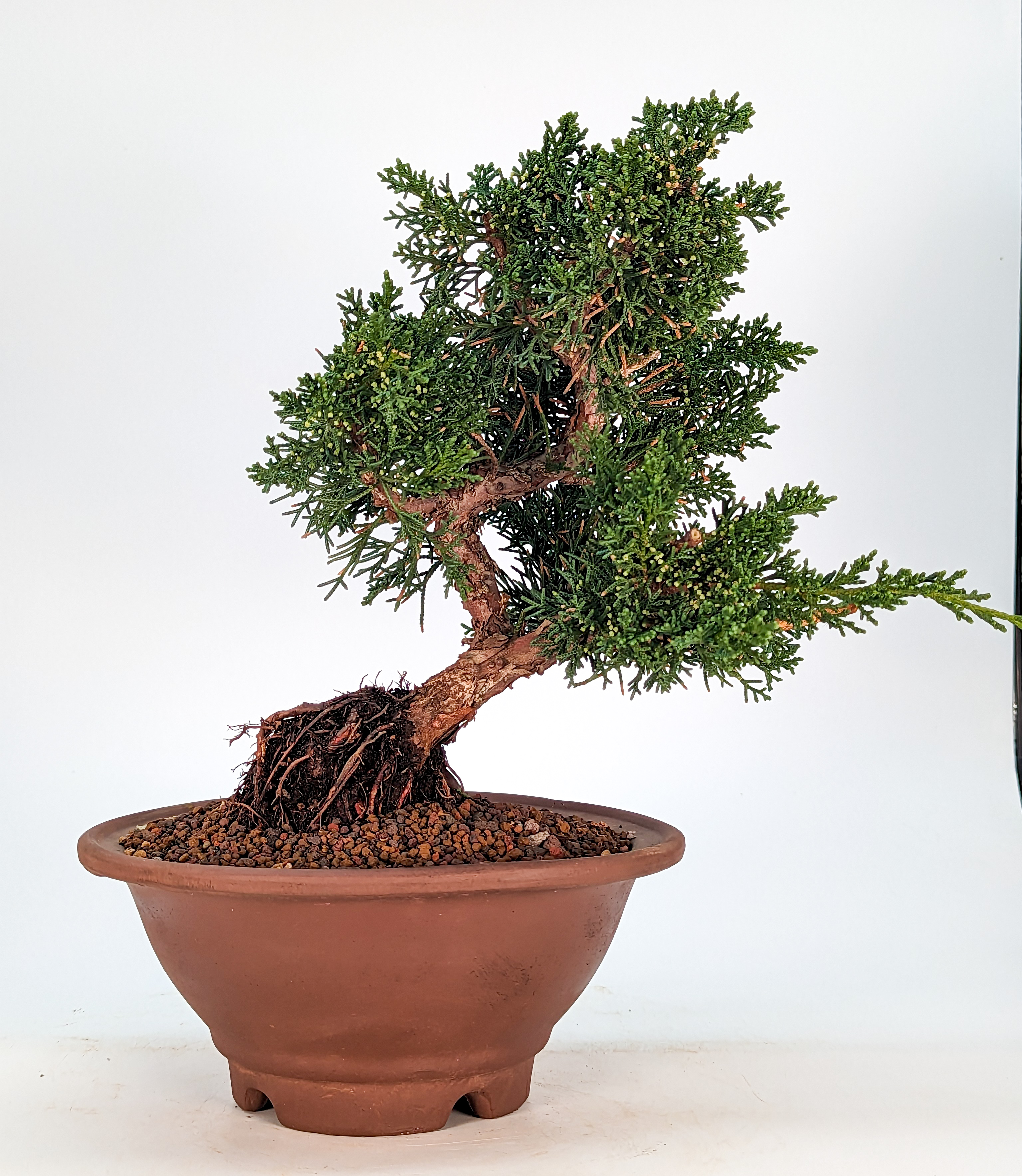 Bonsai Wacholder Juniperus chinensis 12 Jahre Shohin 20cm  