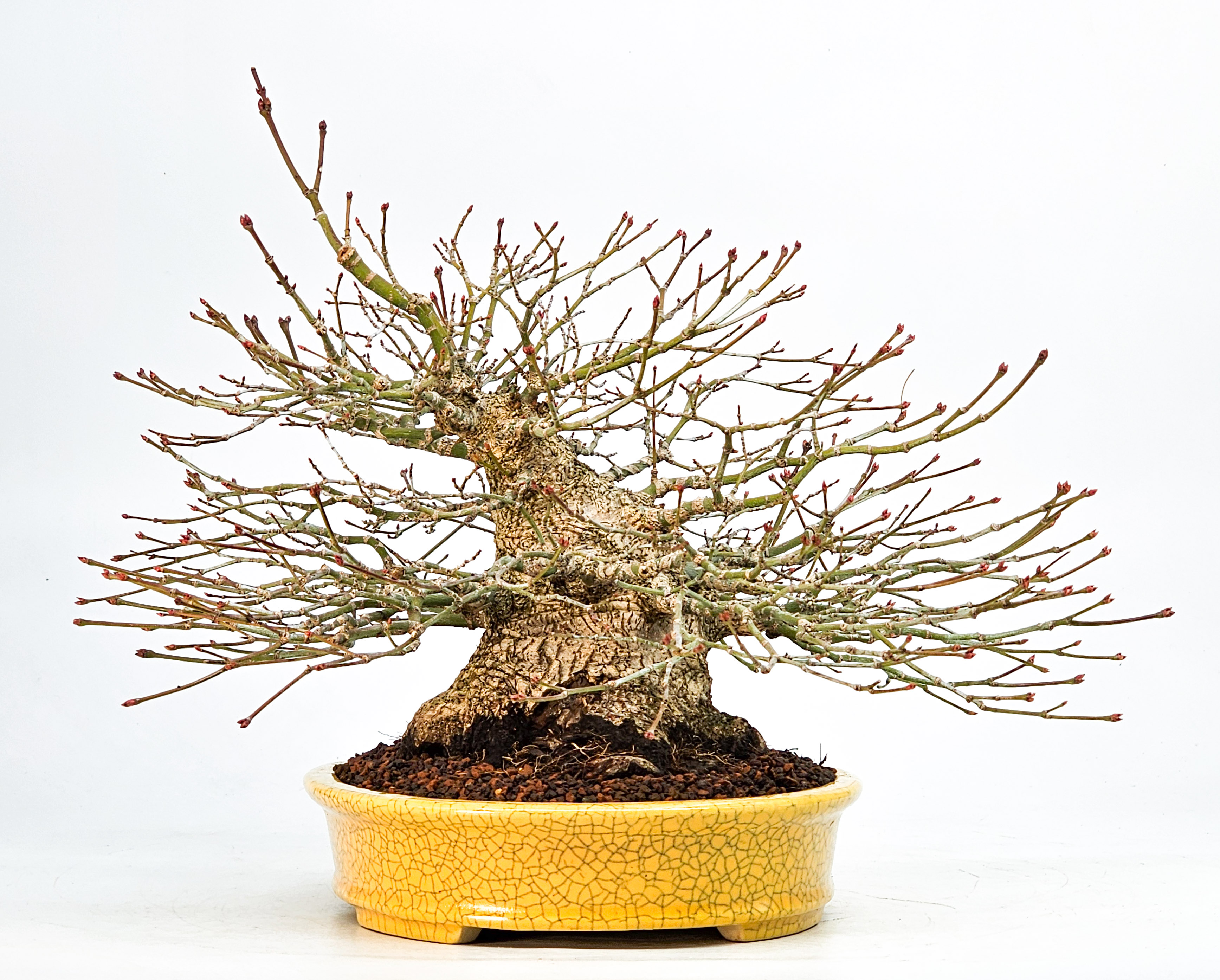 Bonsai Fächerahorn - Acer palmatum Shohin 21cm Video!!