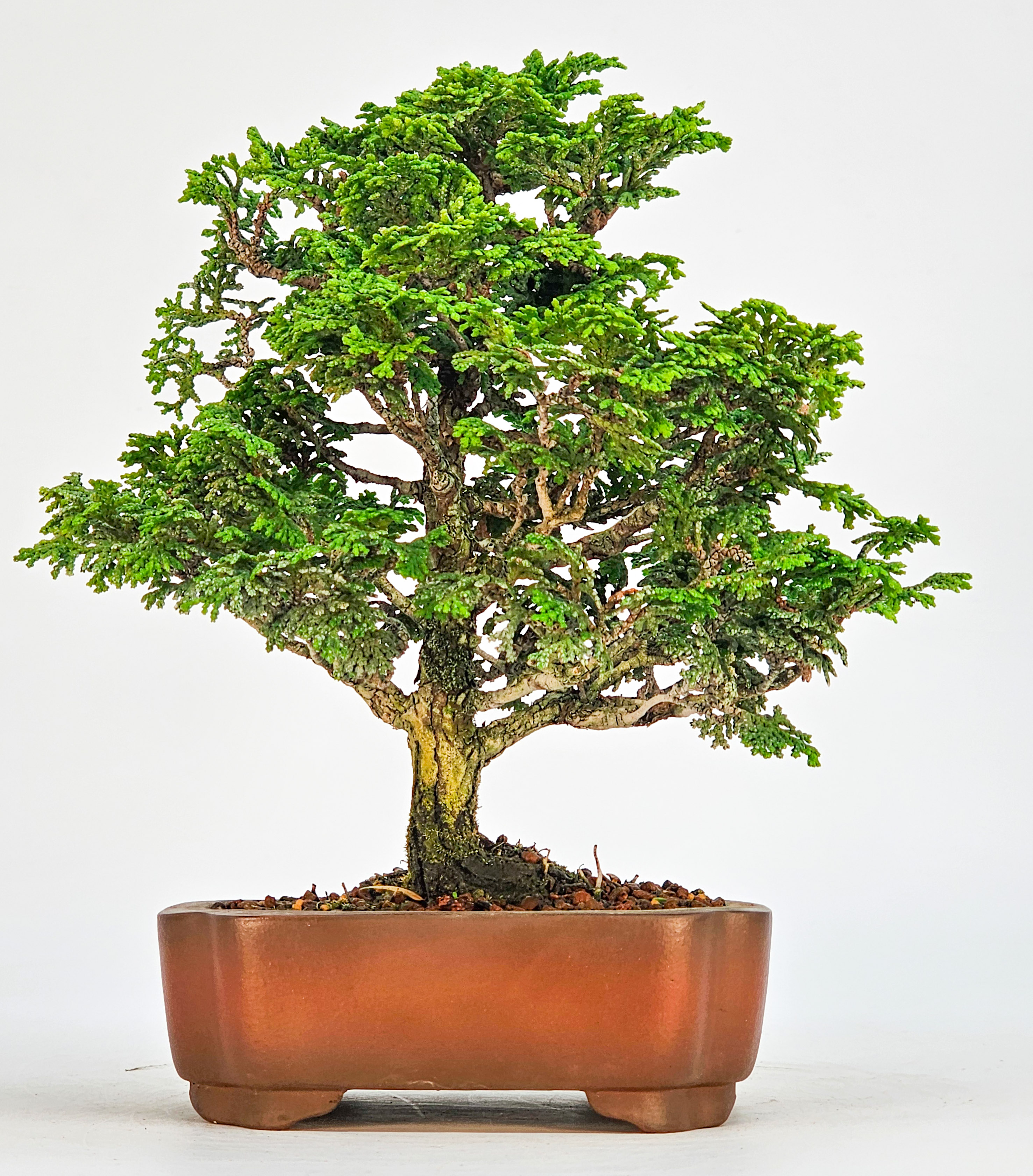 Bonsai Hinoki Scheinzypresse - chamaecyparis obtusa 18cm