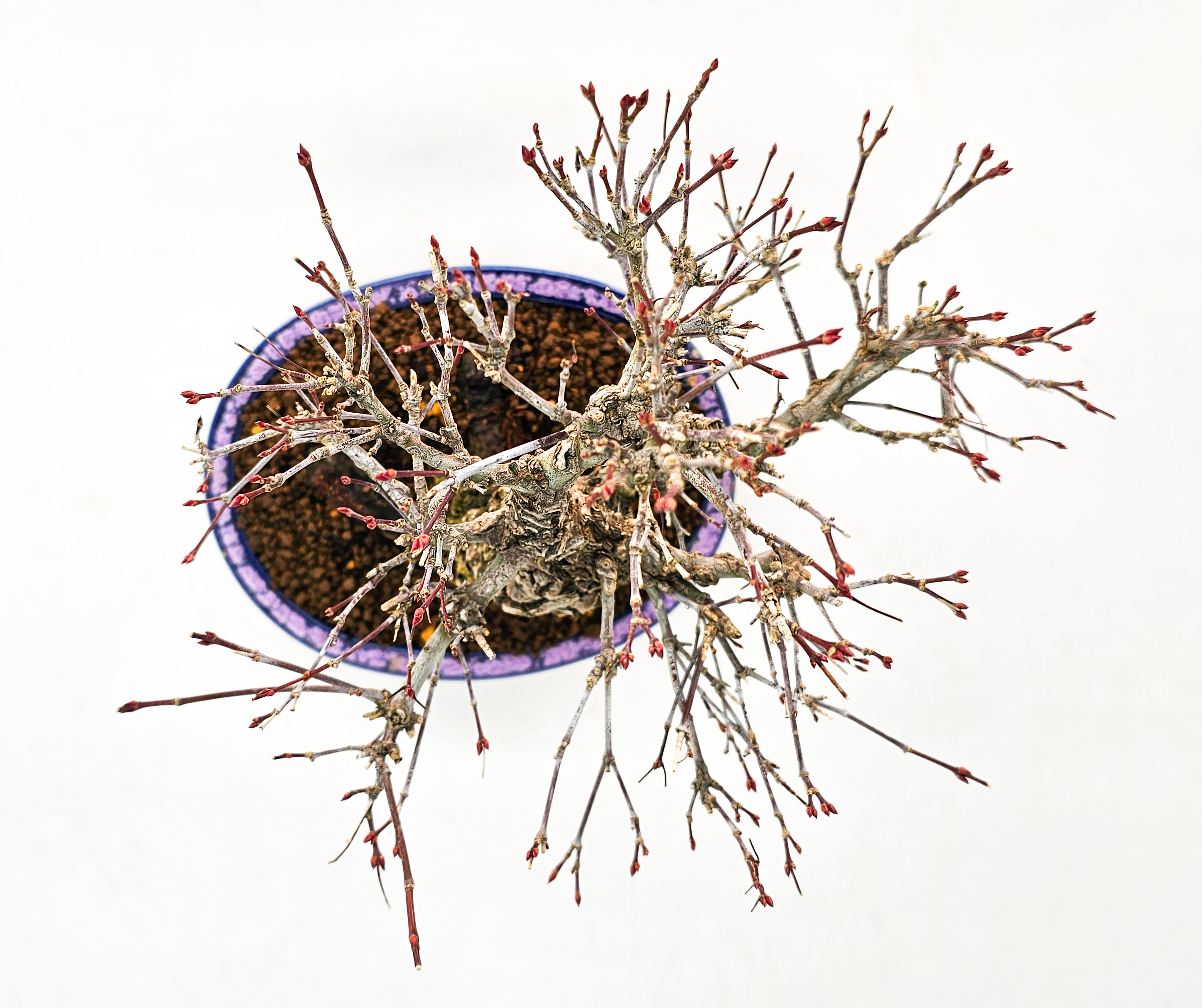 Bonsai Fächerahorn - Acer palmatum Arakawa Shohin 21cm Bonsai Fächerahorn - Acer palmatum Arakawa Shohin 21cm