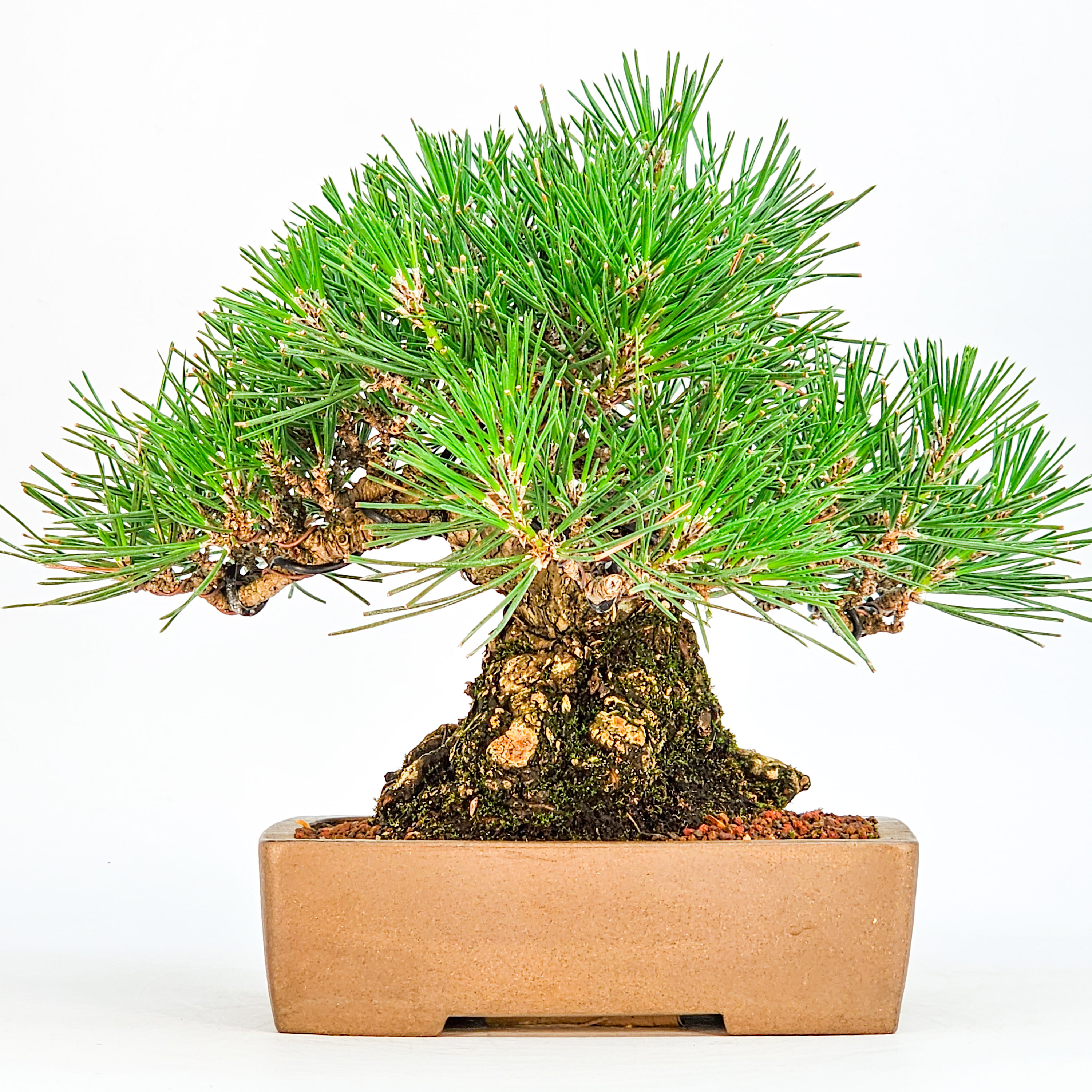 Bonsai Schwarzkiefer - Pinus thunbergii Shohin 19cm