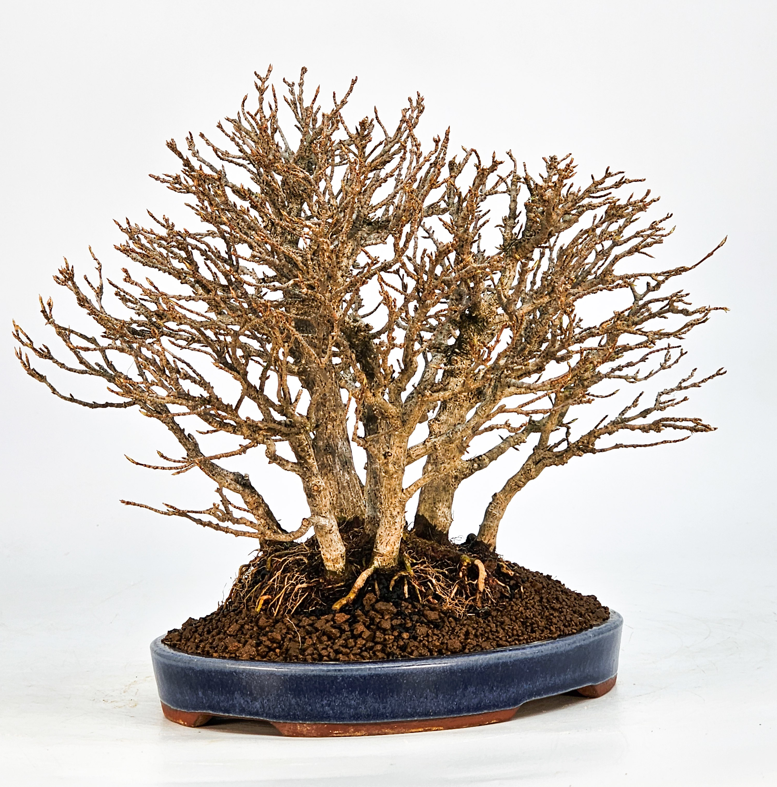 Bonsai Dreispitzahorn - Acer buergerianum Wald Yose-ue 20cm Video!! Bonsai Dreispitzahorn - Acer buergerianum Wald Yose-ue 20cm Video!!
