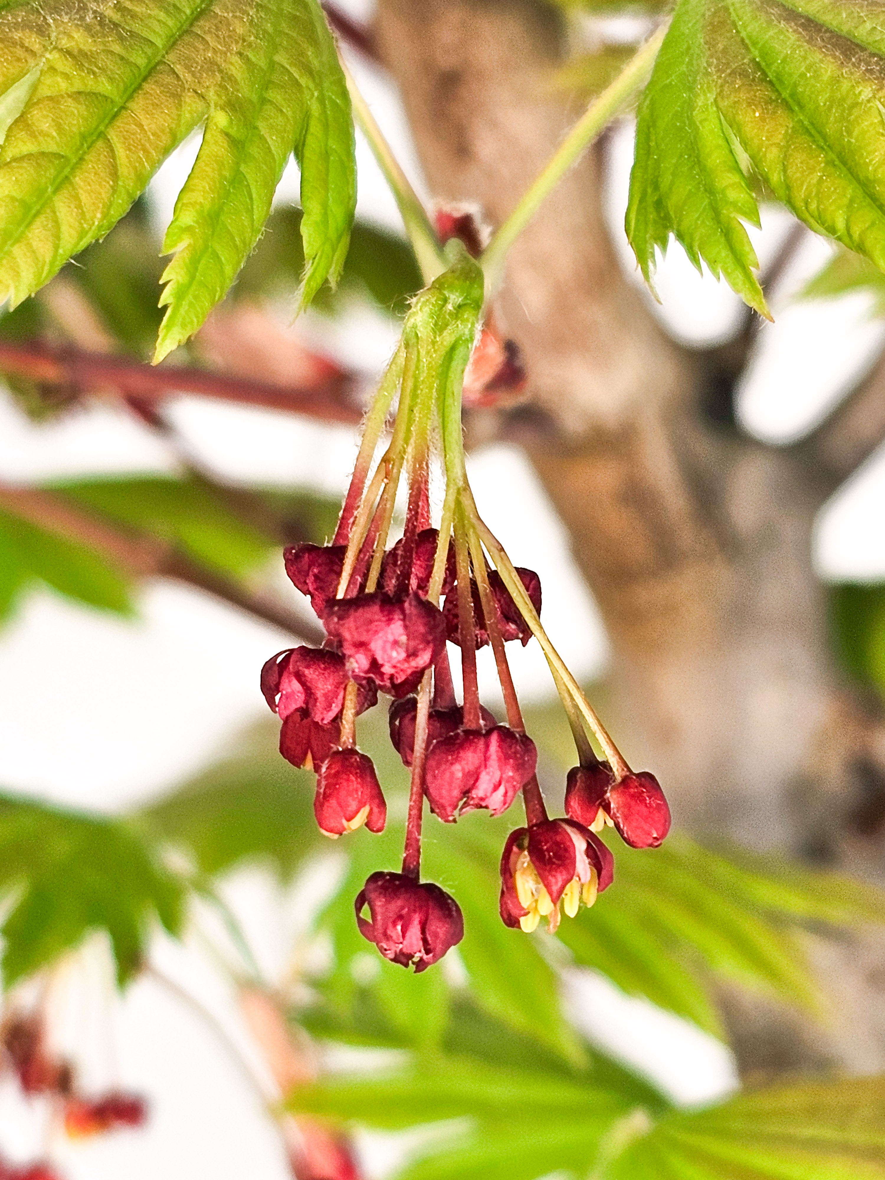 Bonsai Japanischer Ahorn - Acer japonicum 55cm 