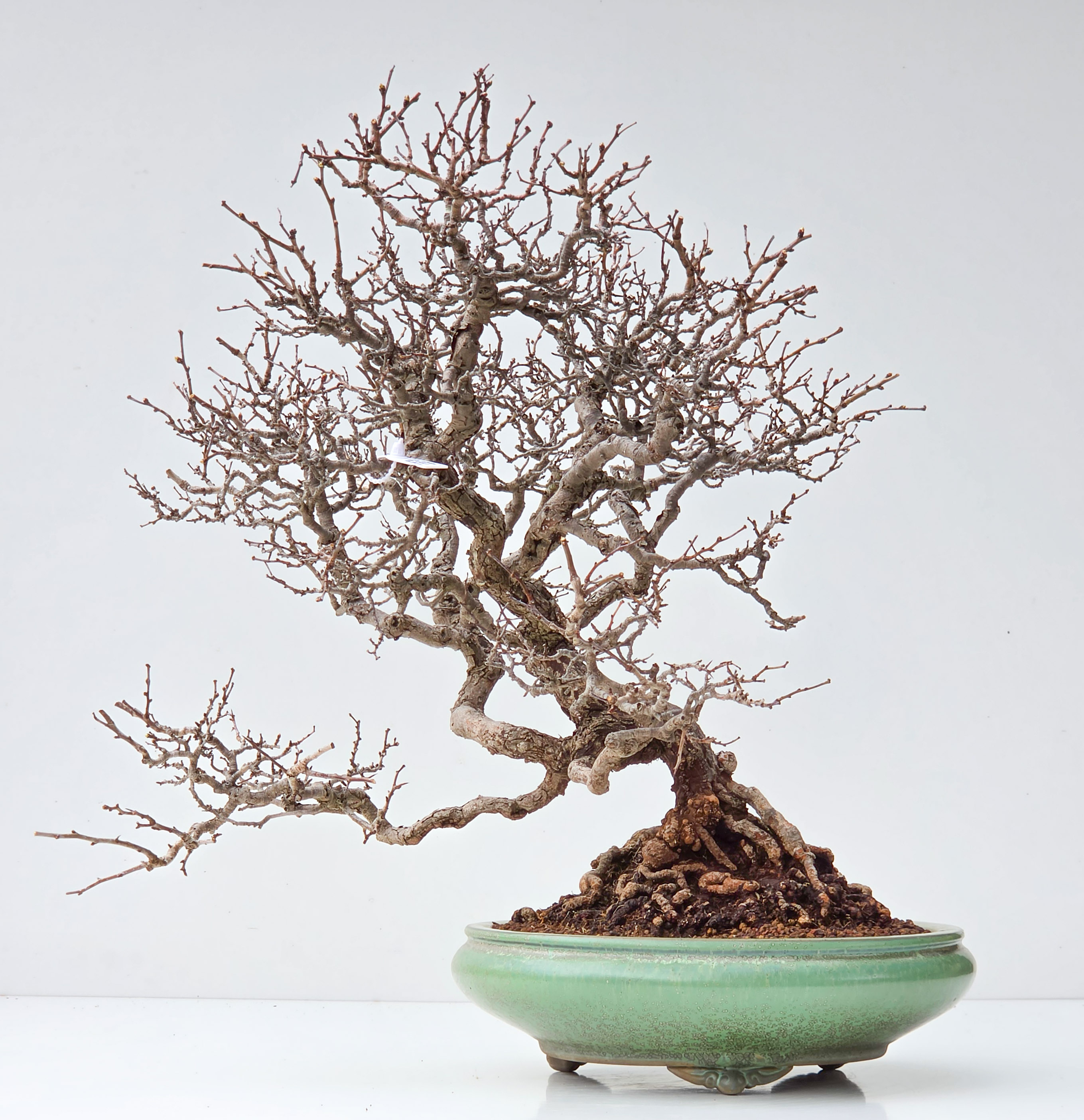 Bonsai Weißdorn - Crataegus 45cm