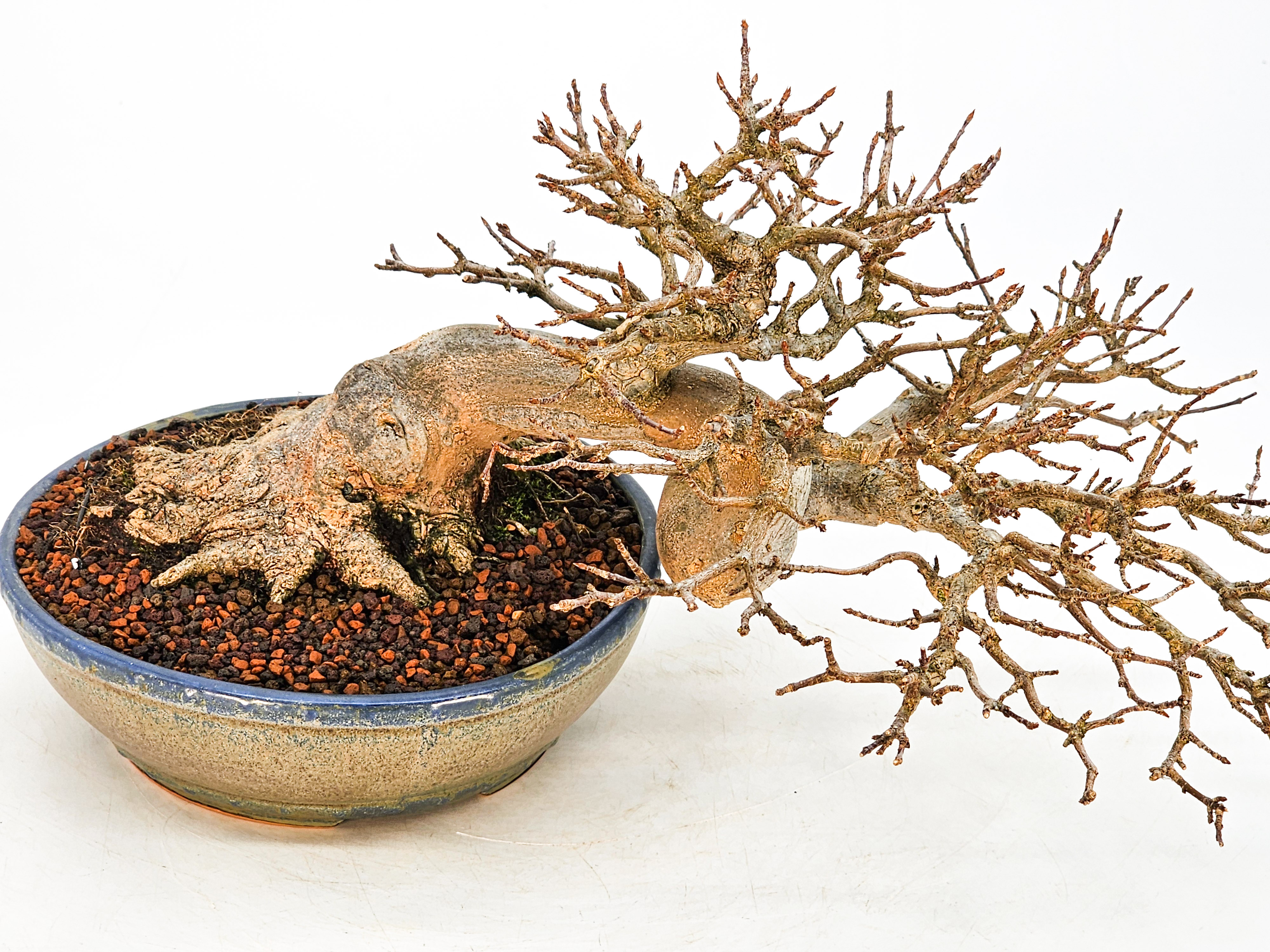 Bonsai Dreispitzahorn - Acer buergerianum 14cm Bonsai Dreispitzahorn - Acer buergerianum 14cm