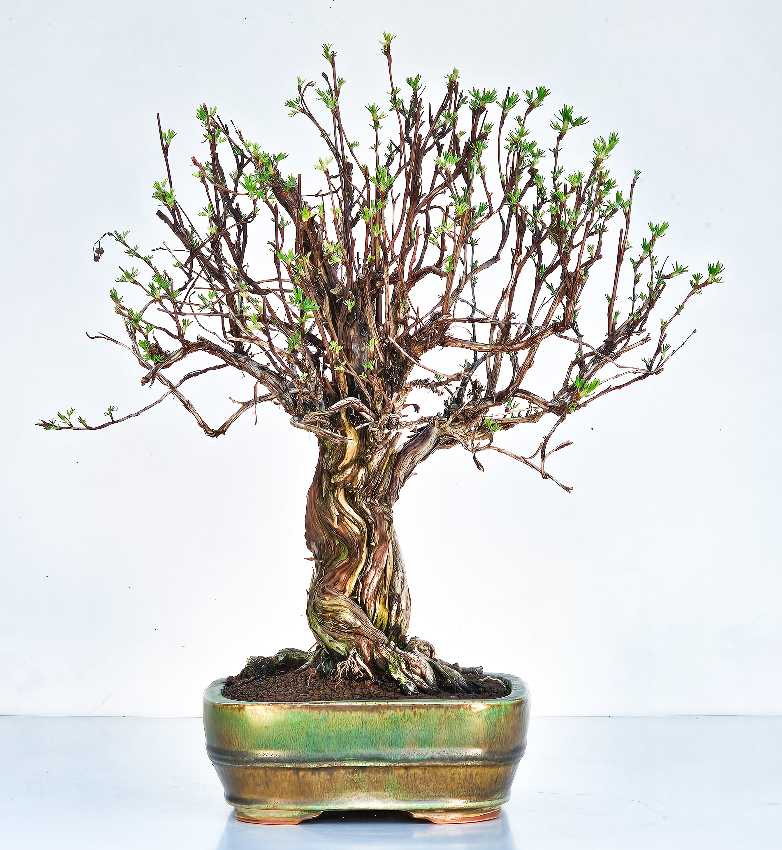 Bonsai Potentilla fruticosa - Fingerstrauch 38cm