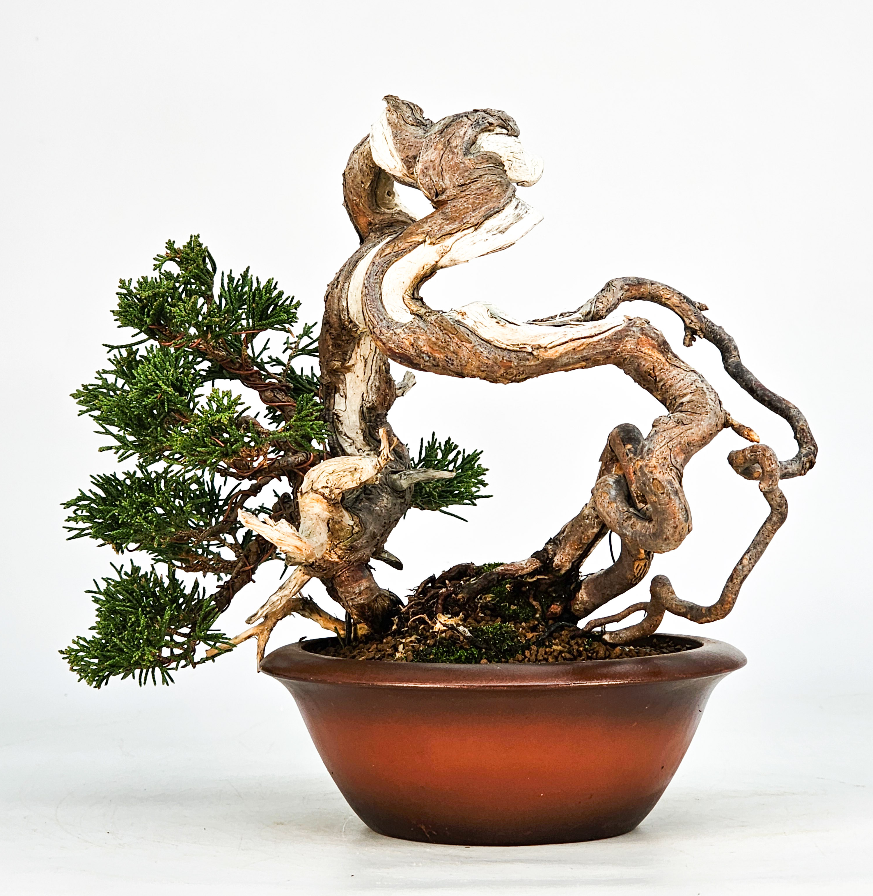 Bonsai Wacholder Juniperus Itoigawa 18cm Video!! Bonsai Wacholder Juniperus Itoigawa 18cm Video!!