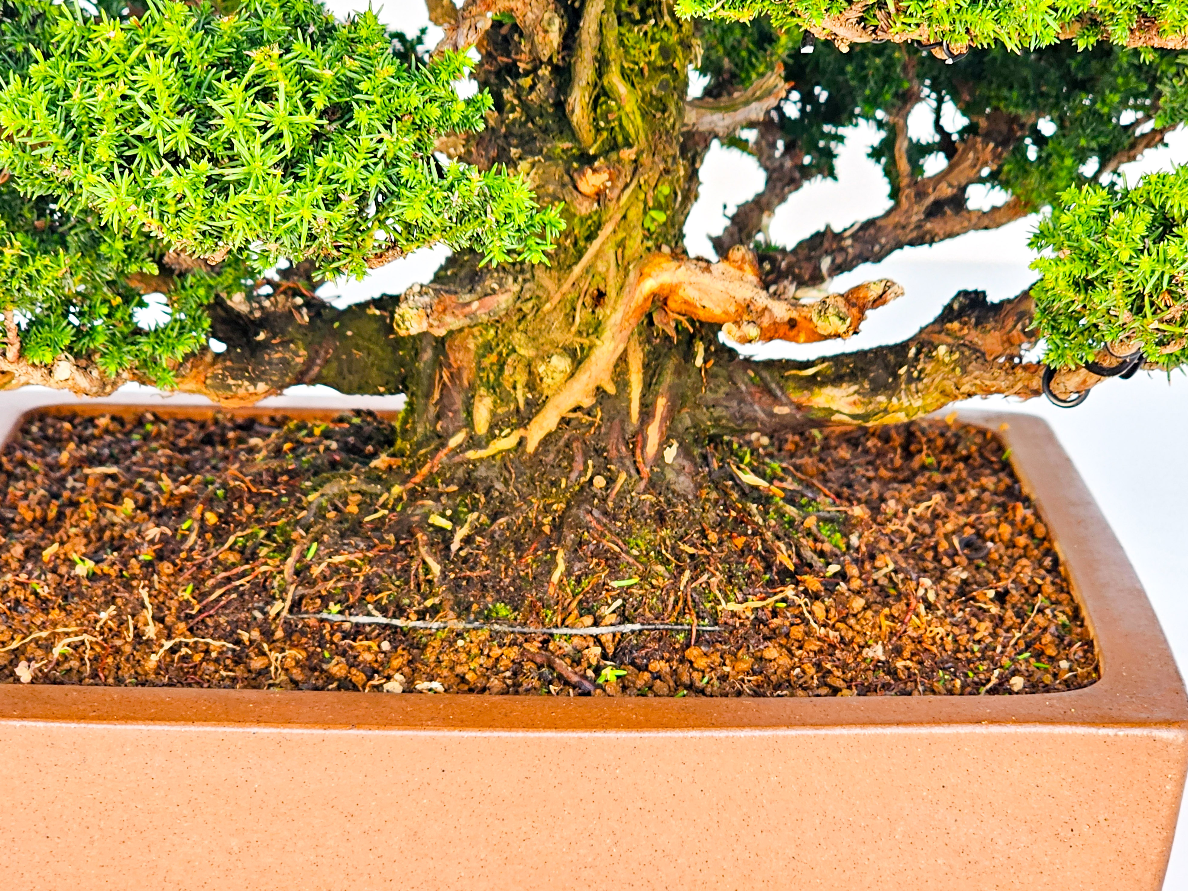 Bonsai Sicheltanne Cryptomeria Japonica 33cm Bonsai Sicheltanne Cryptomeria Japonica 33cm