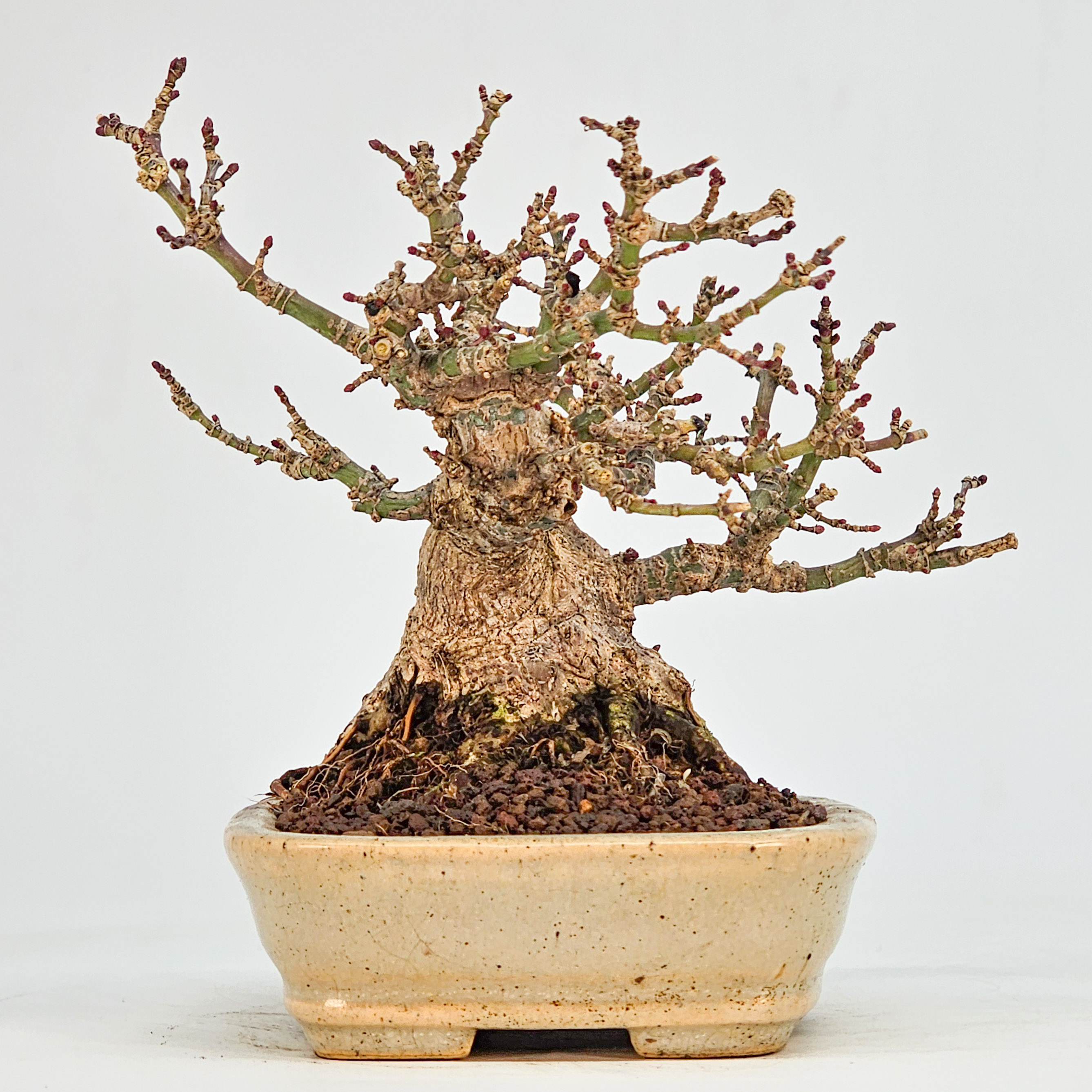 Bonsai Fächerahorn - Acer Palmatum Kotohime Shohin 10cm 
