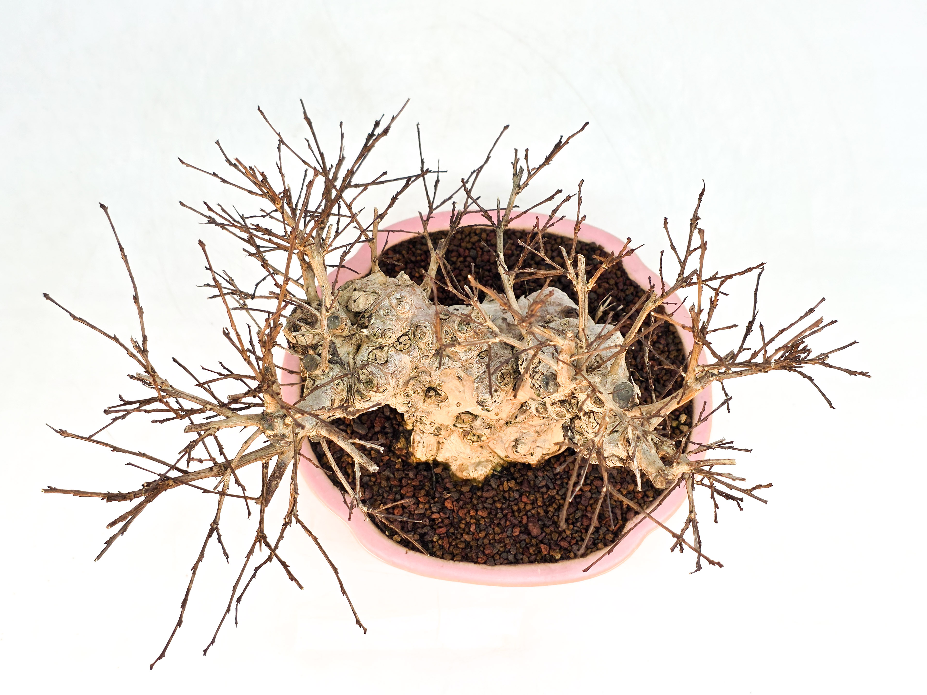 Bonsai Kreppmyrte  - Lagerstroemia indica Shohin 19cm