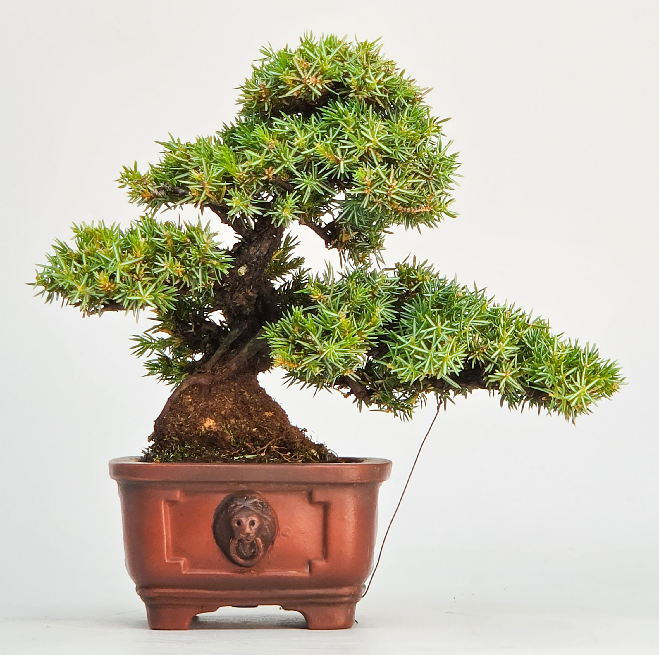 Bonsai Igelwacholder Juniperus Rigida Shohin 17cm