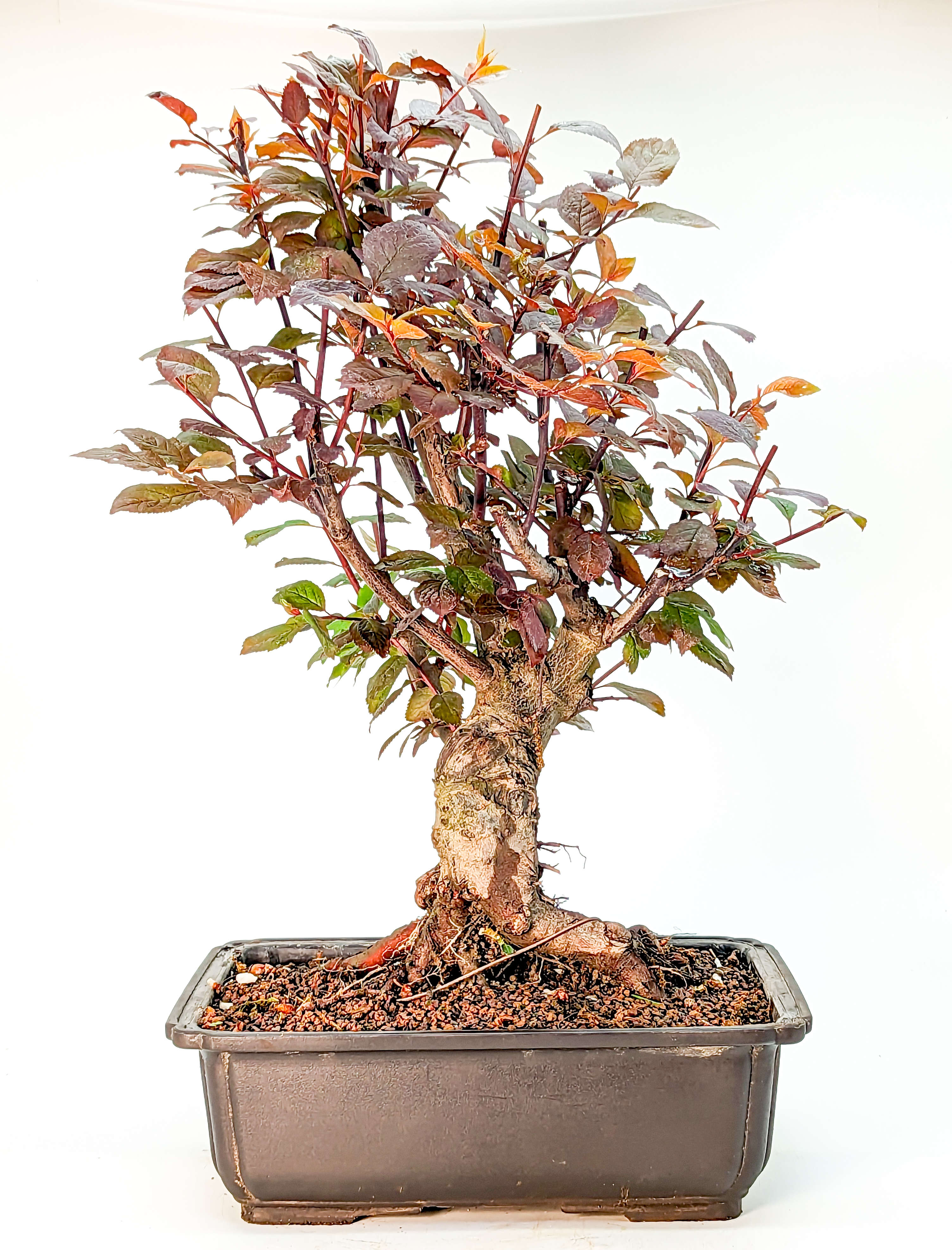 Bonsai Blutpflaume - Prunus cerasifera Nigra 37cm 