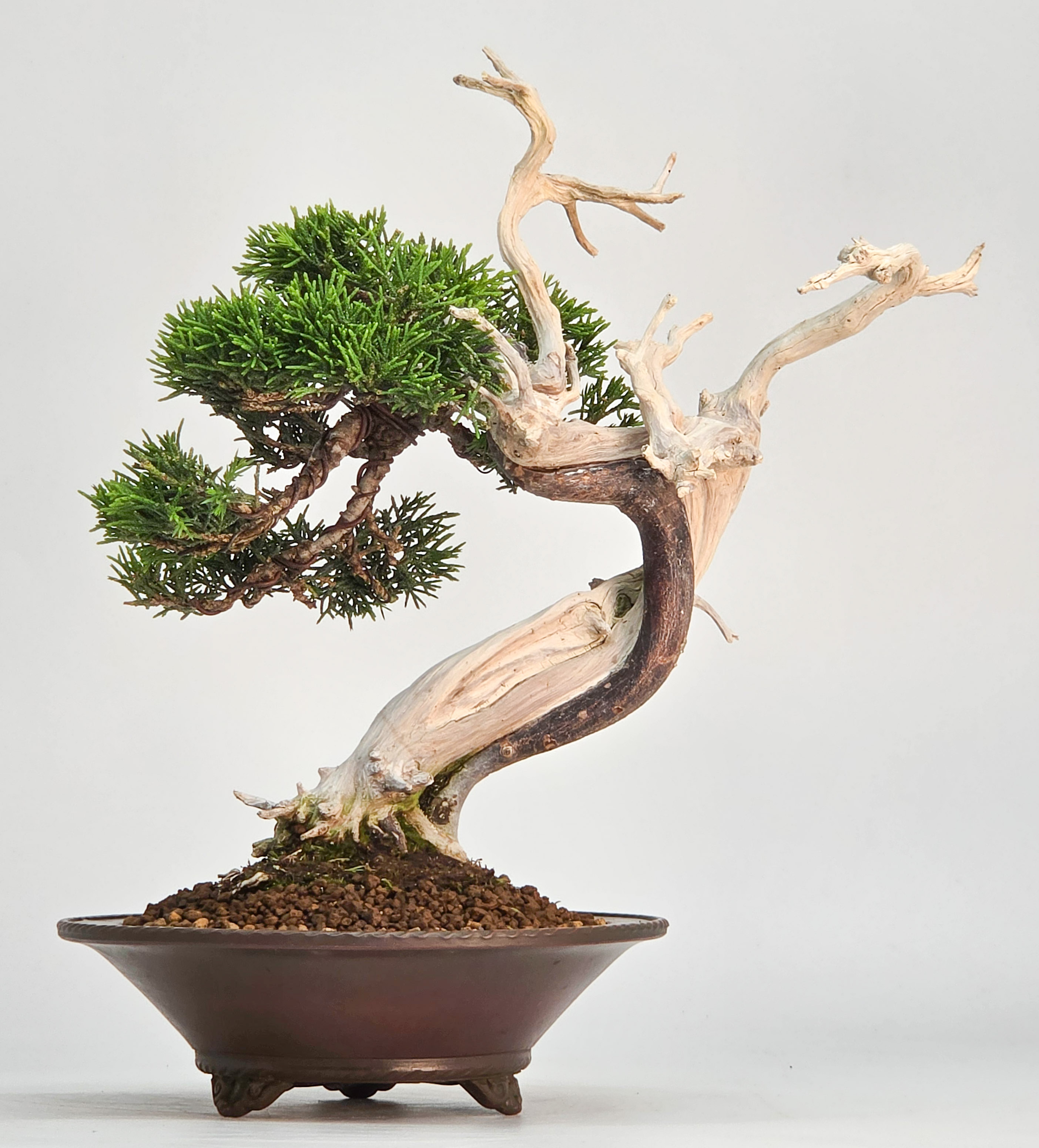Bonsai Wacholder - Juniperus chinensis Shohin 19cm