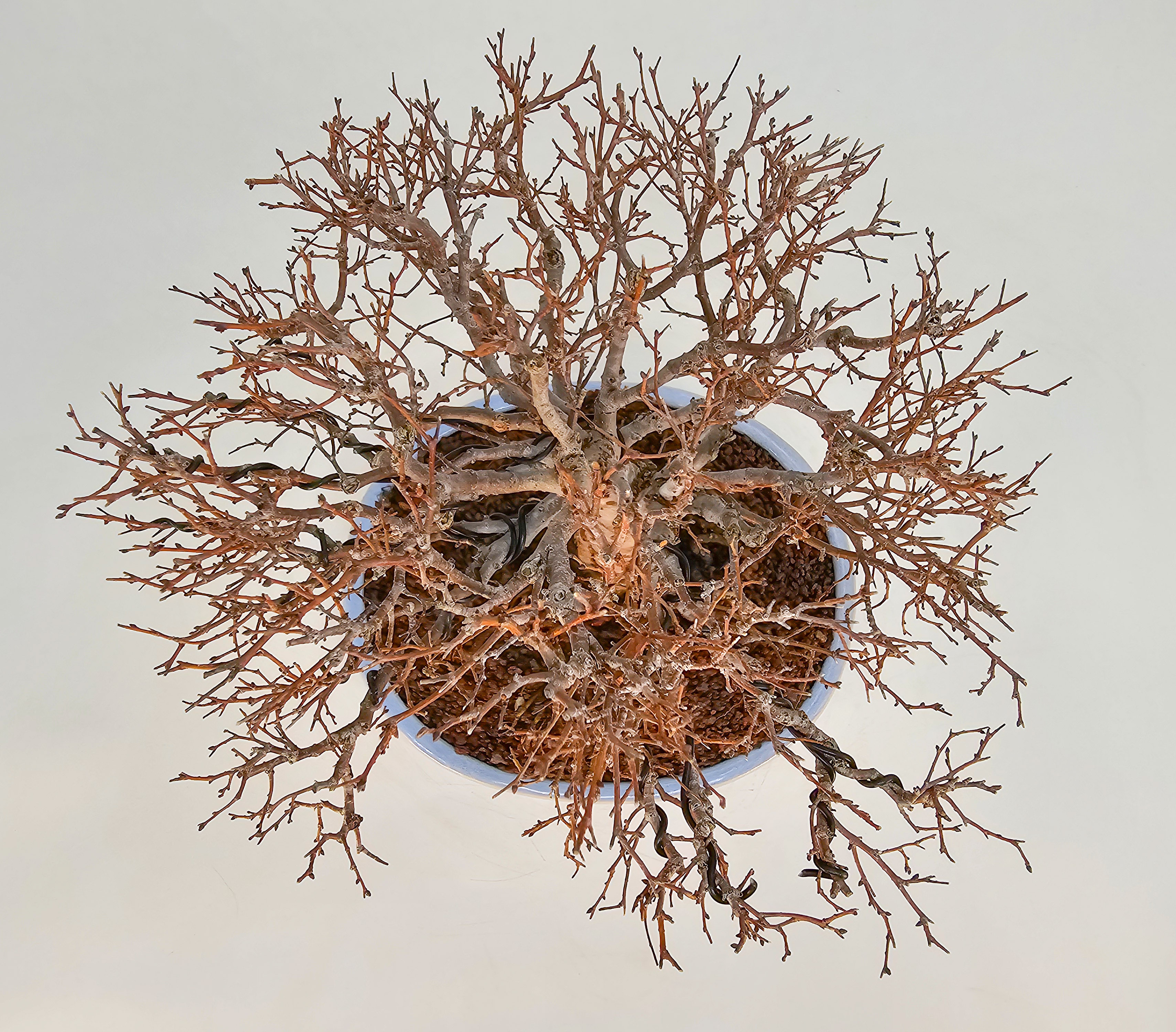 Bonsai Premium Zelkova serrata Shohin 21cm