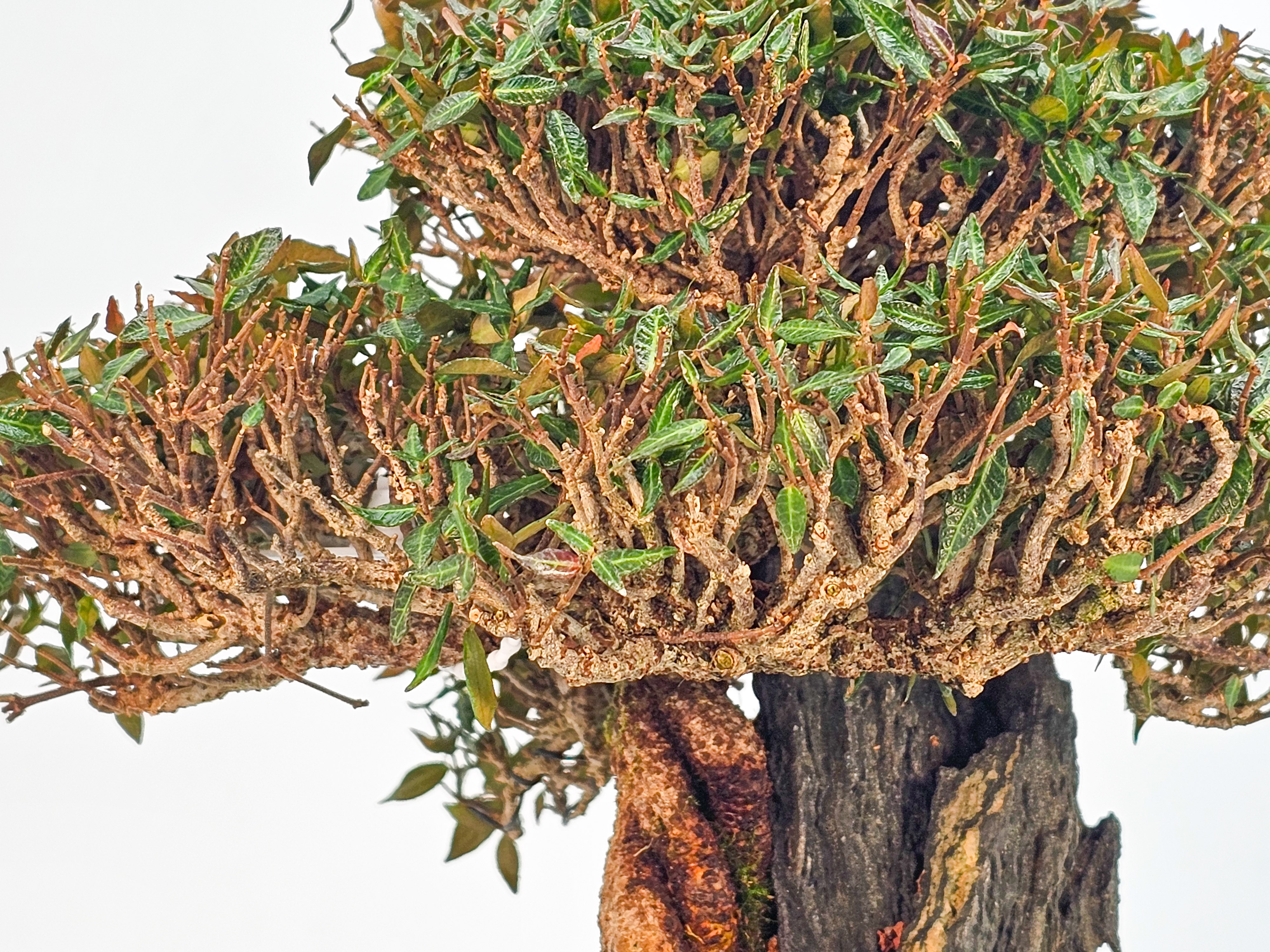 Bonsai Premium Sternjasmin - Trachelospermum asiaticum Ishizuki 24,5cm  