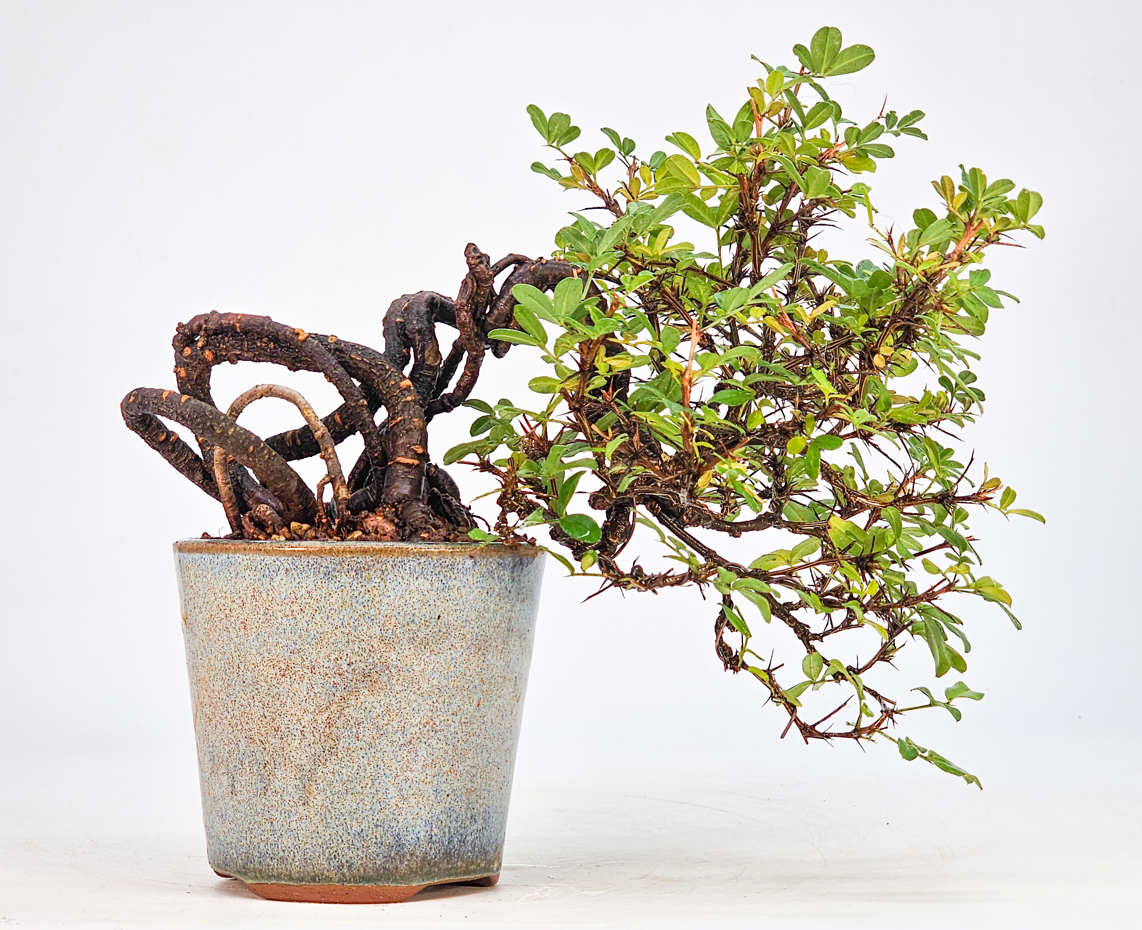 Bonsai Chinesischer Erbsenstrauch- Caragana sinica Shohin 10cm 