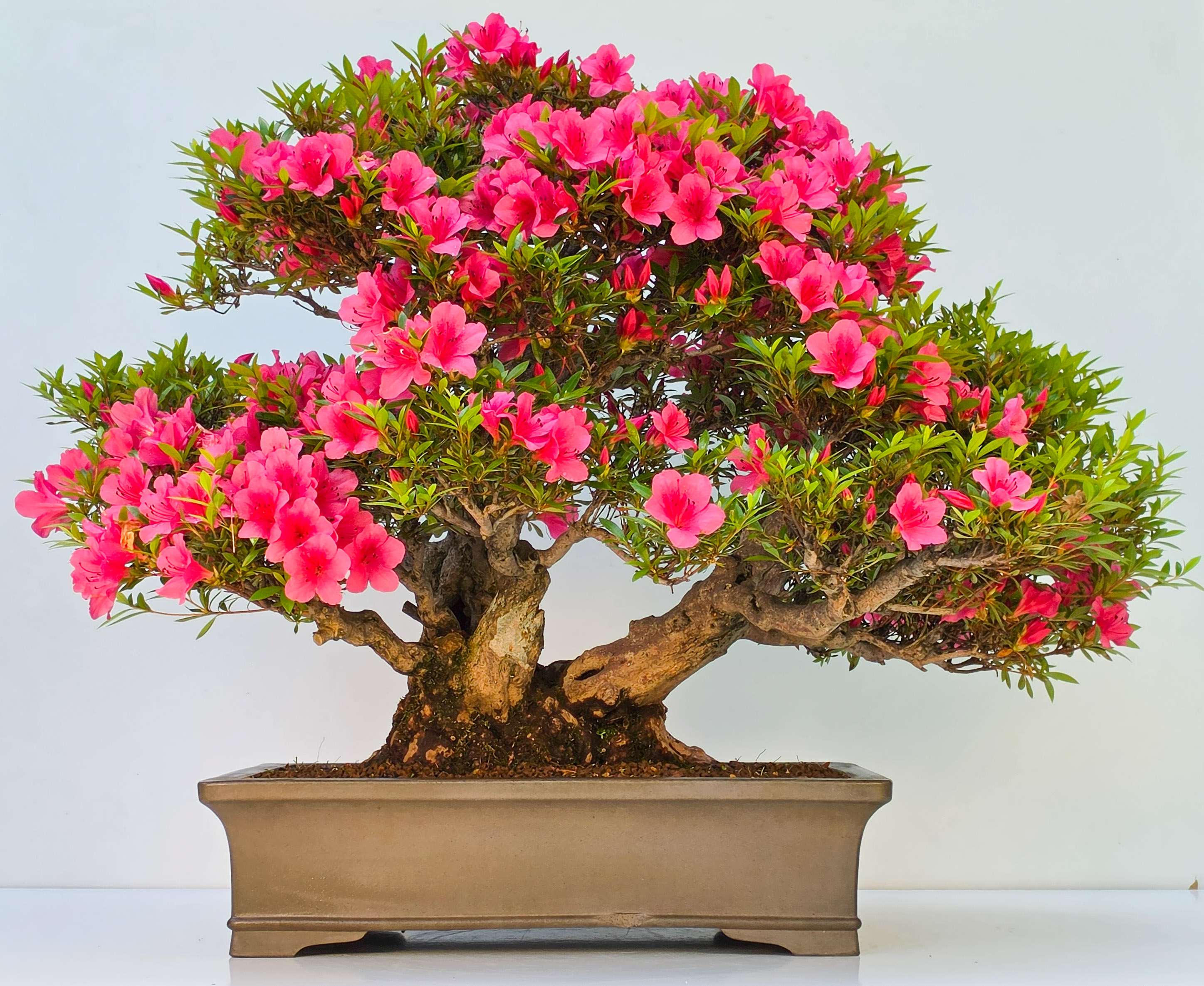 Bonsai Azalee -  Rhododendron indicum 60cm