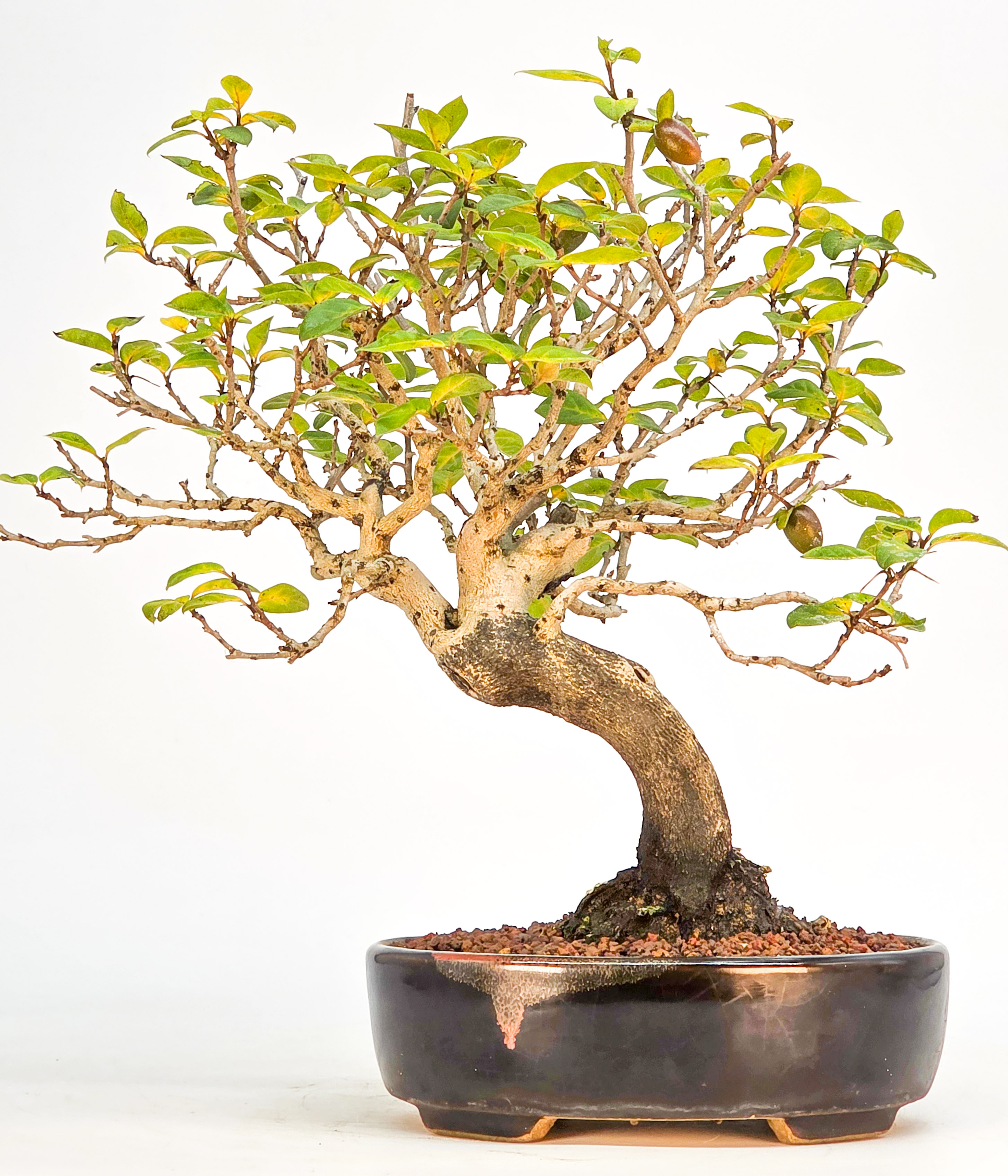 Bonsai Kakipflaume - Diospyros kaki Shohin 21cm 