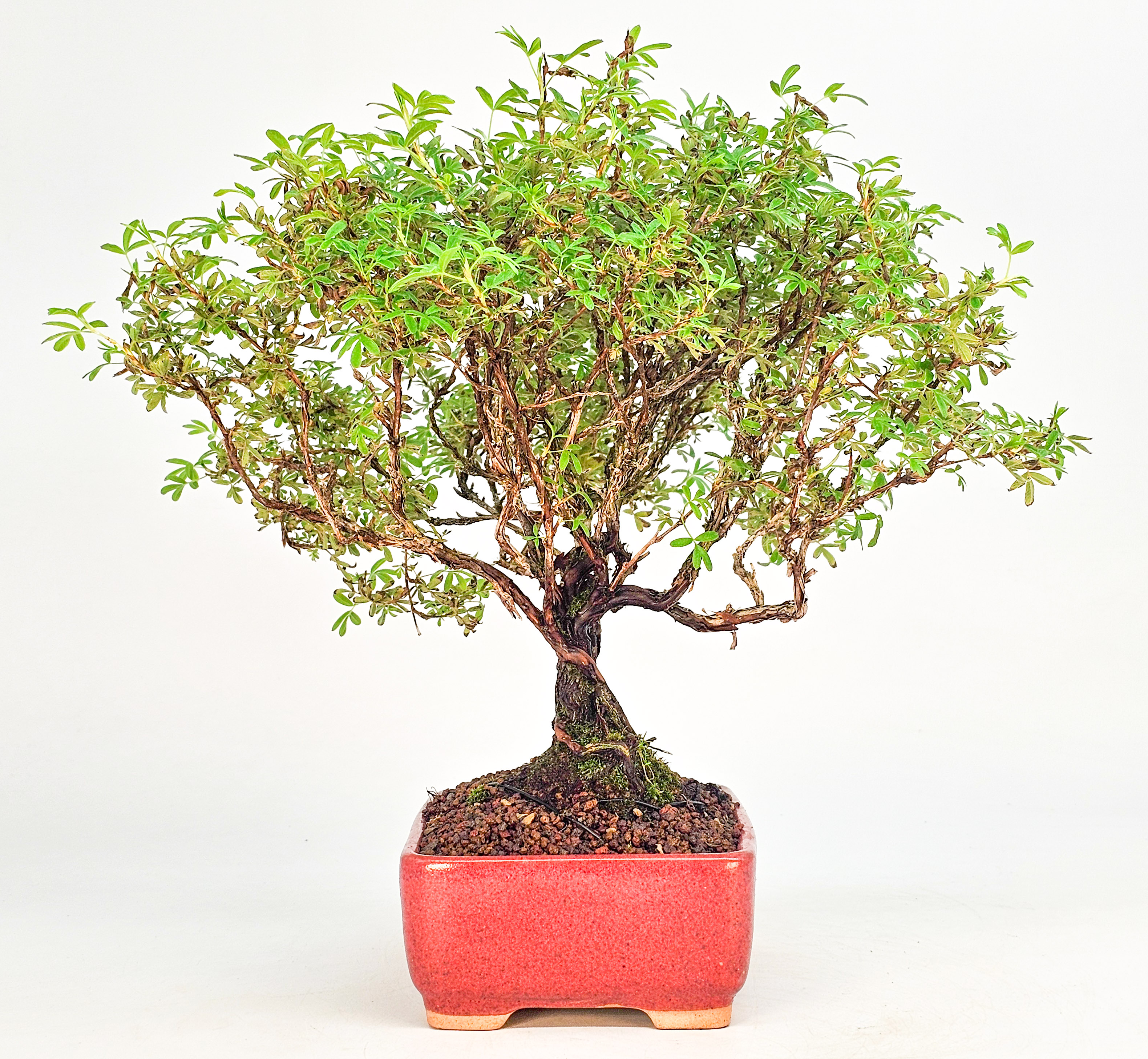 Bonsai Potentilla fruticosa - Fingerstrauch Shohin 19cm   