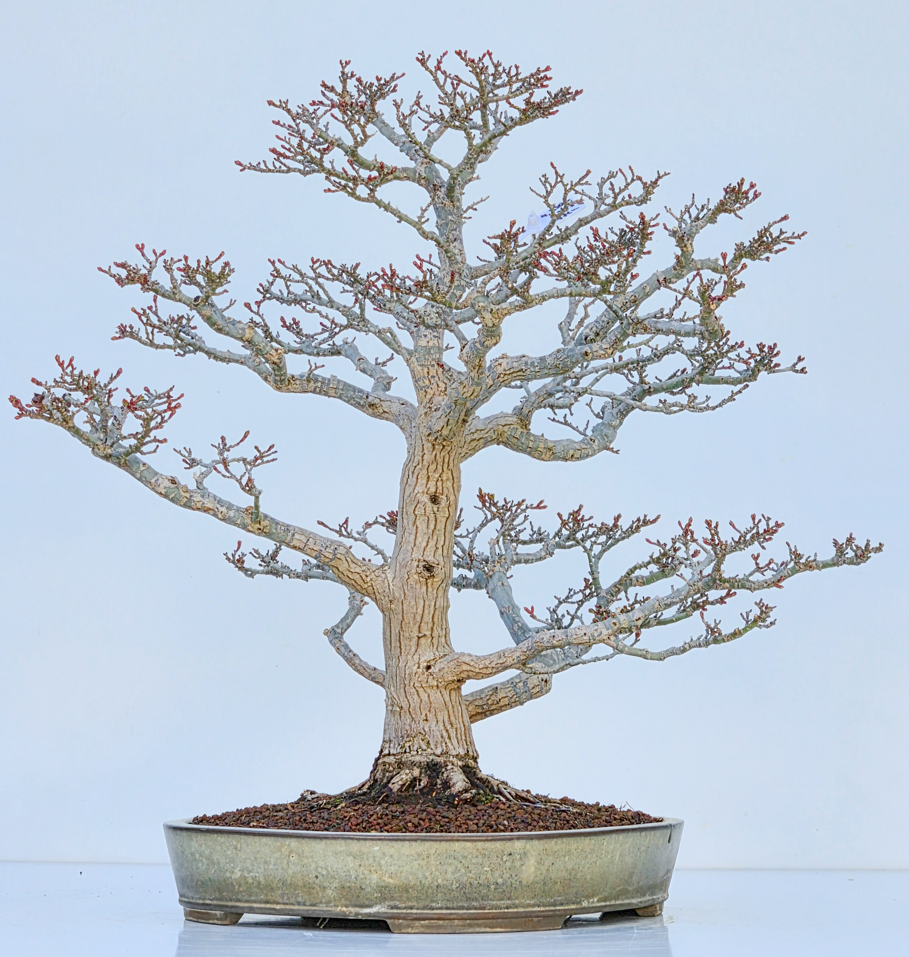 Bonsai Premium Löwenkopfahorn- Acer palmatum Shishigashira 47cm Video!!
