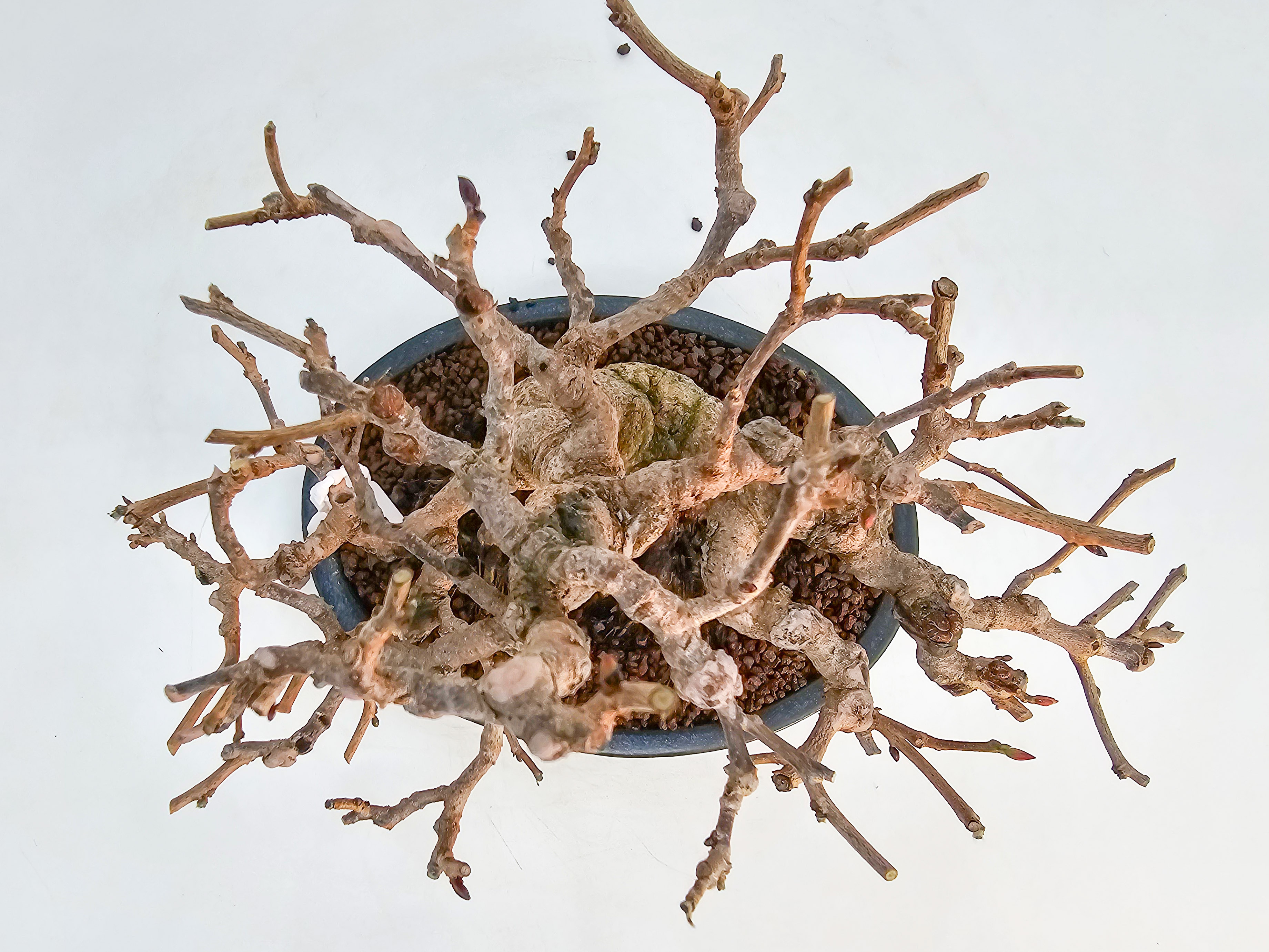 Bonsai Premium Scheinhasel - Corylopsis spicata Shohin 17cm