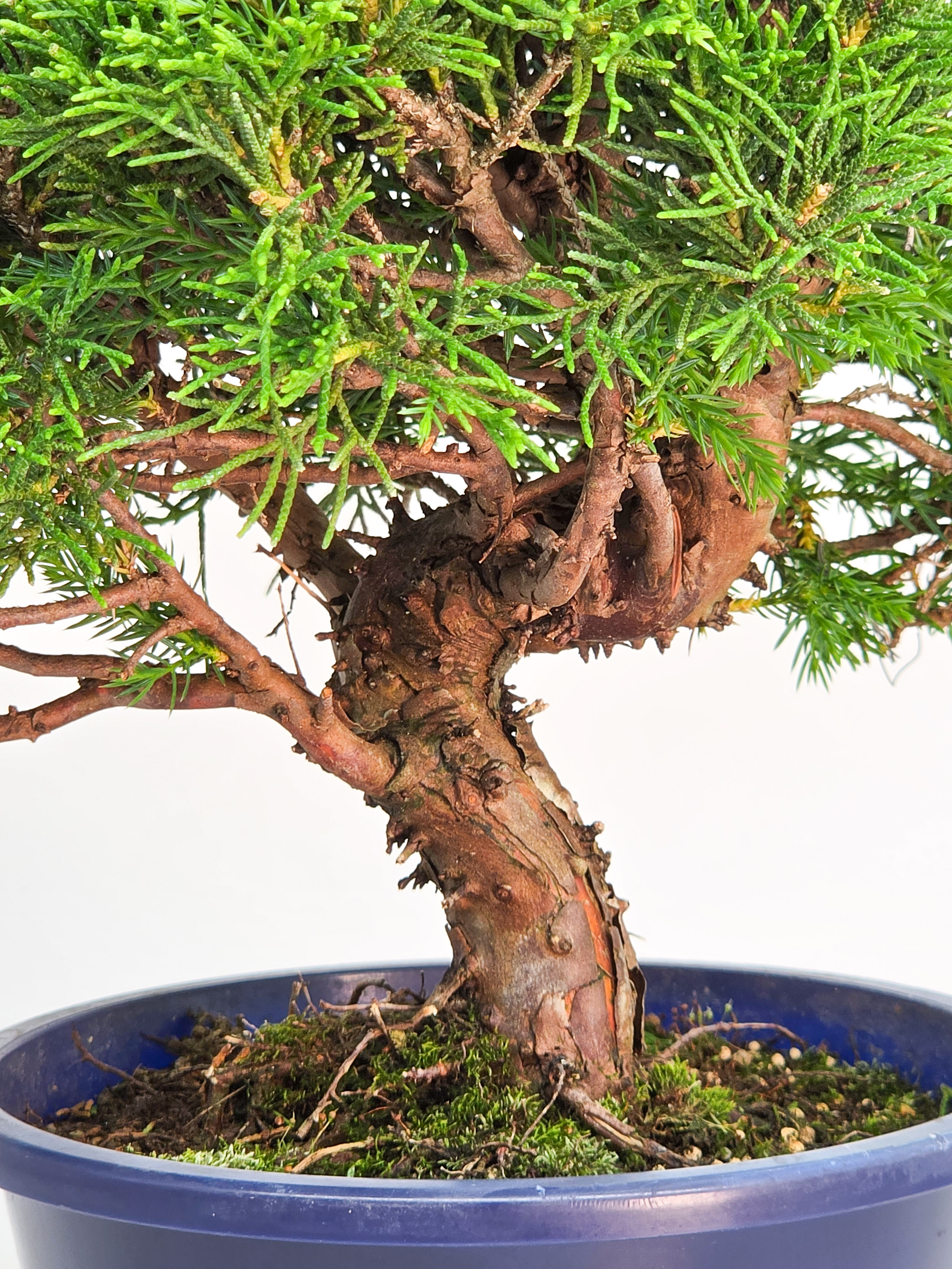 Bonsai Wacholder Juniperus chinensis shimpaku Shohin 21cm