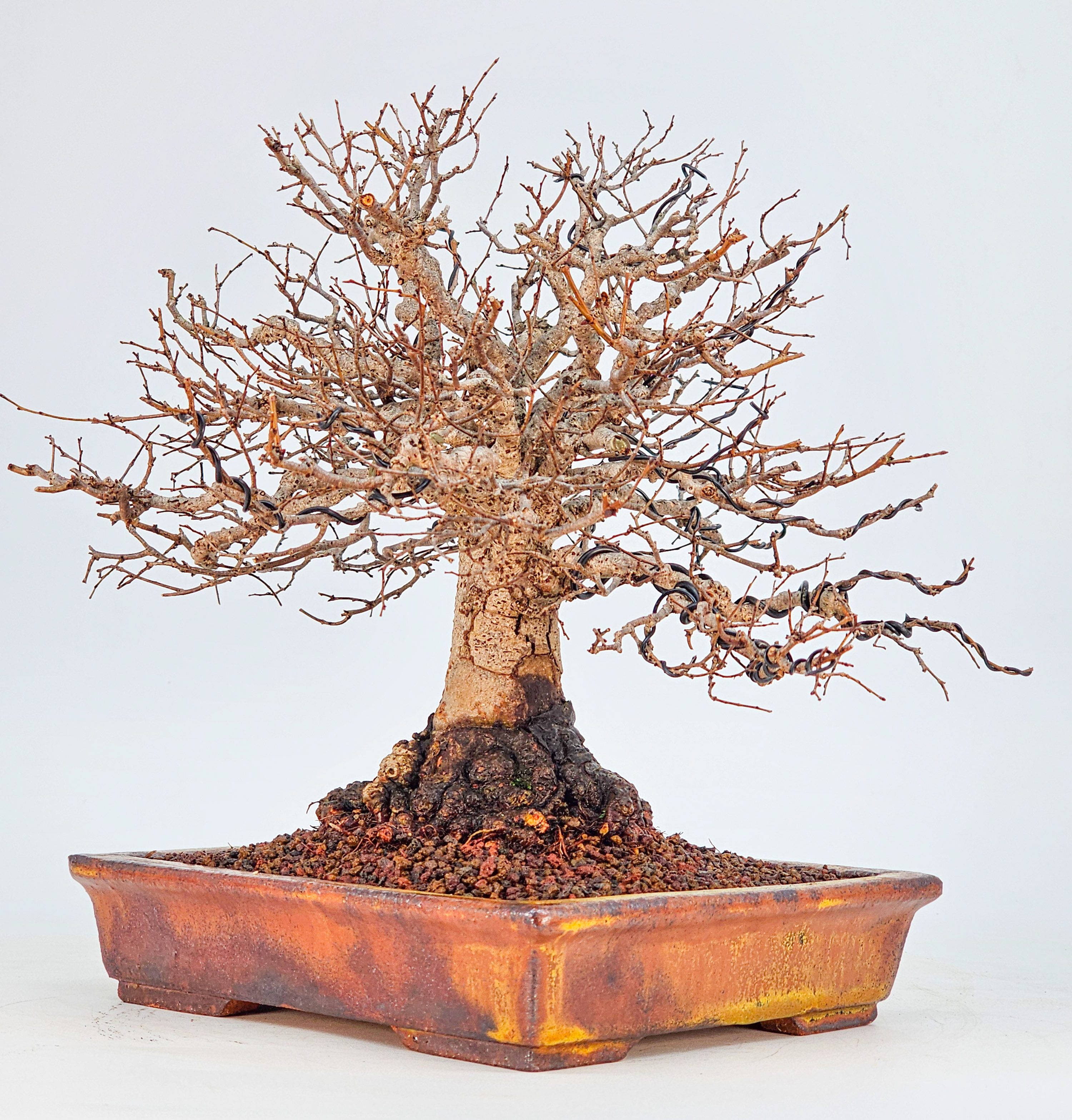 Bonsai Premium Zelkova serrata Shohin 18cm