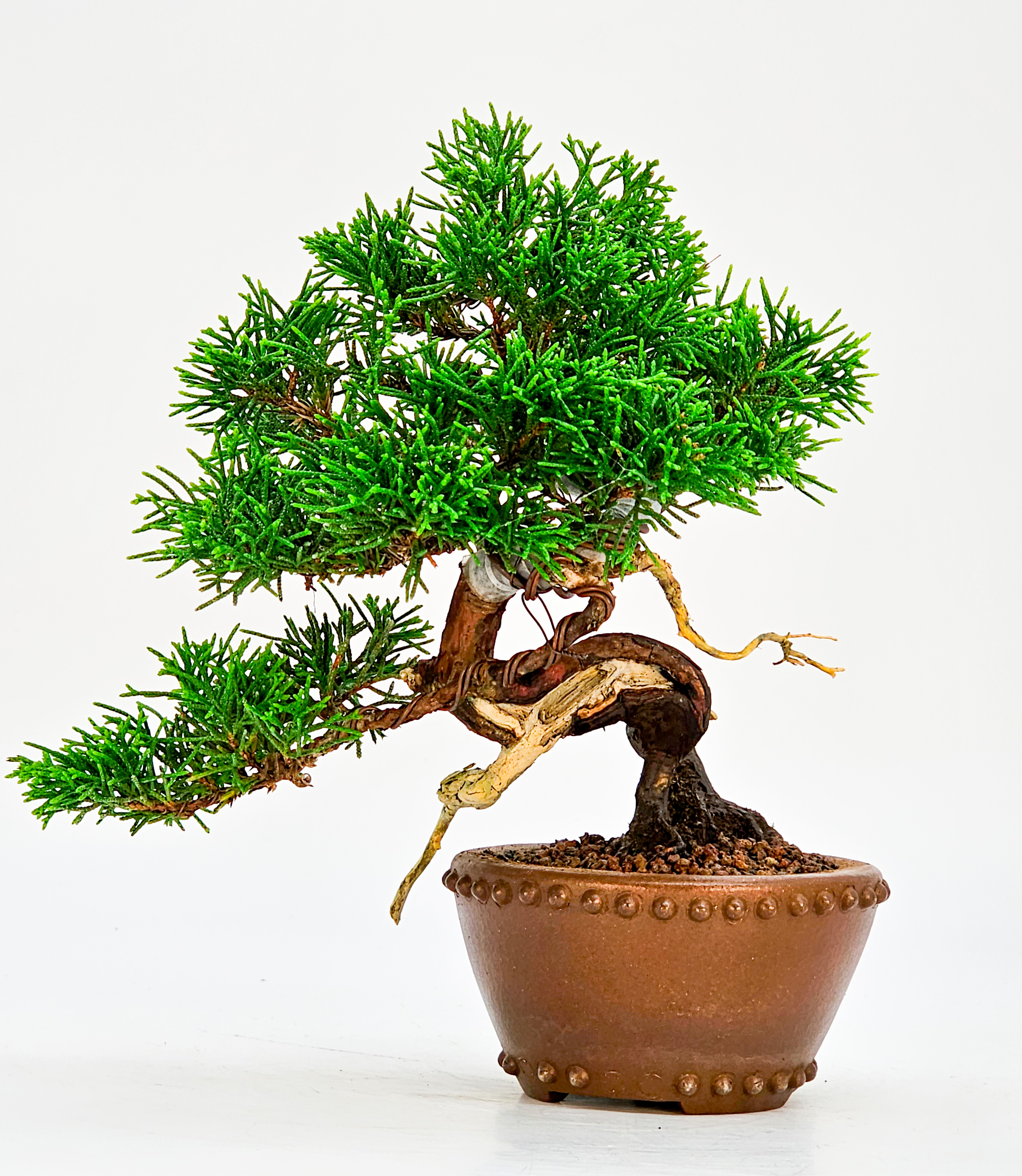 Bonsai Wacholder Juniperus Itoigawa Shohin 14cm