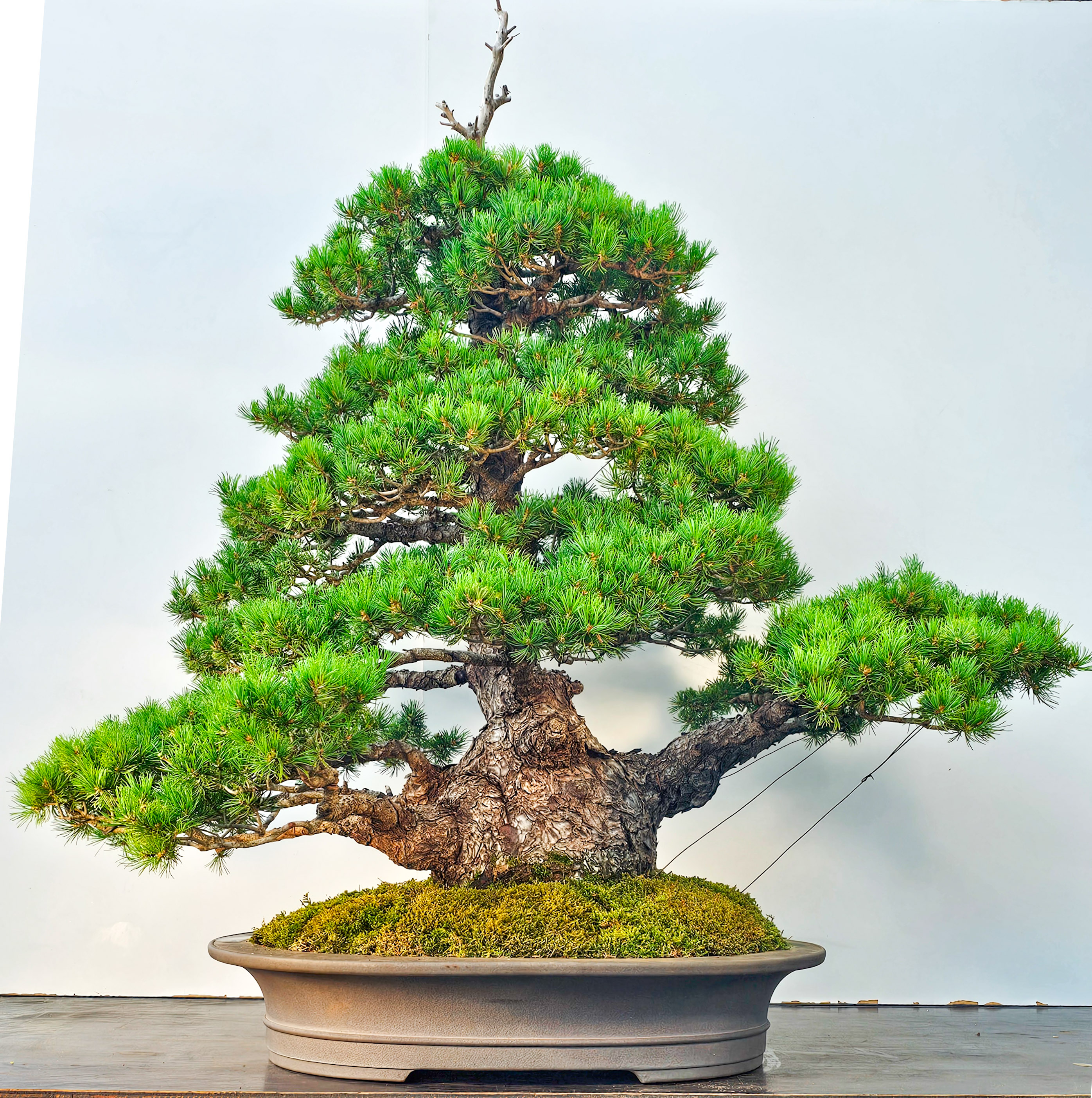 Bonsai Mädchenkiefer Pinus parviflora zuisho 86cm Video!! Bonsai Mädchenkiefer Pinus parviflora zuisho 86cm Video!!