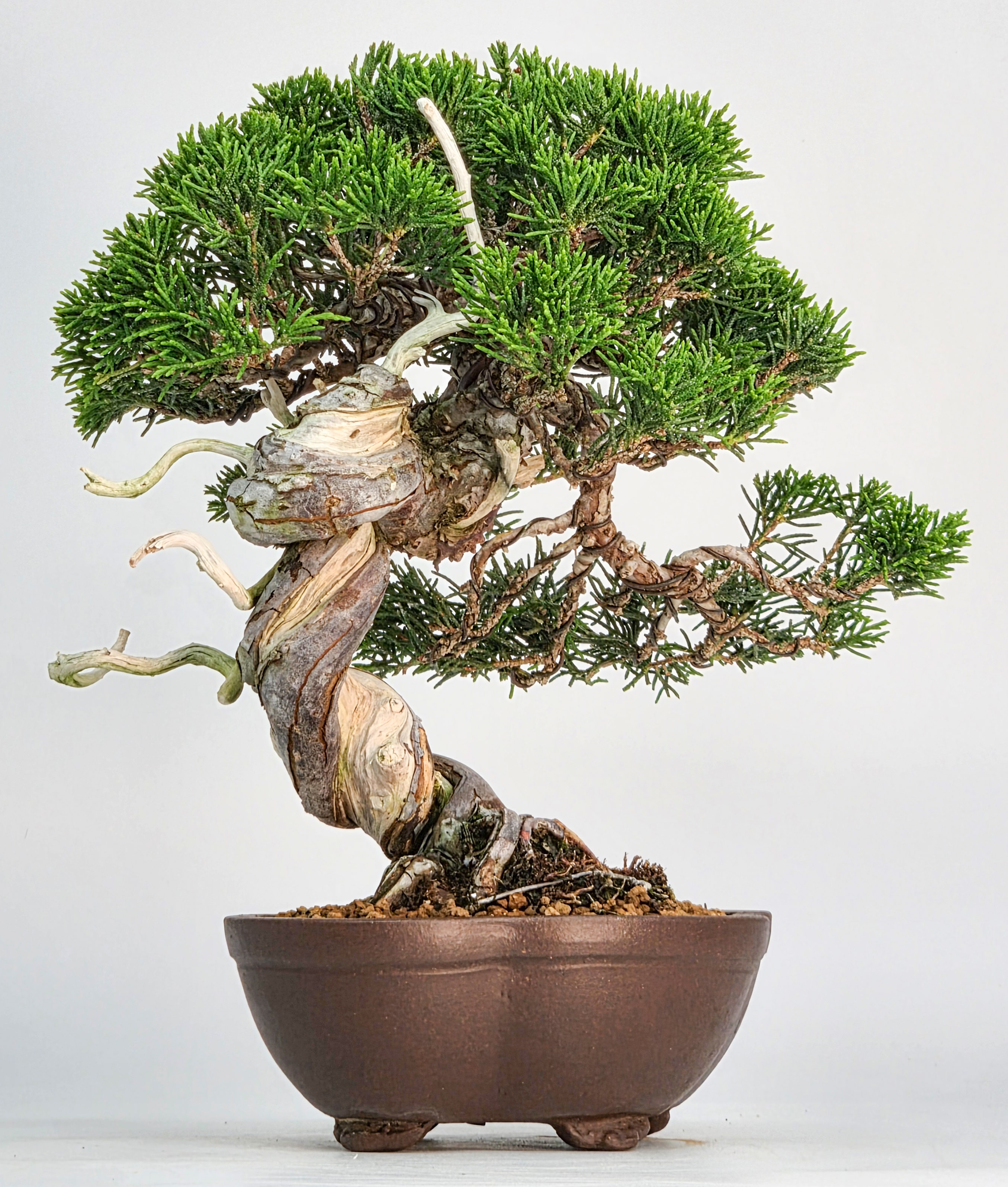 Bonsai Wacholder - Juniperus chinensis Shohin 21cm
